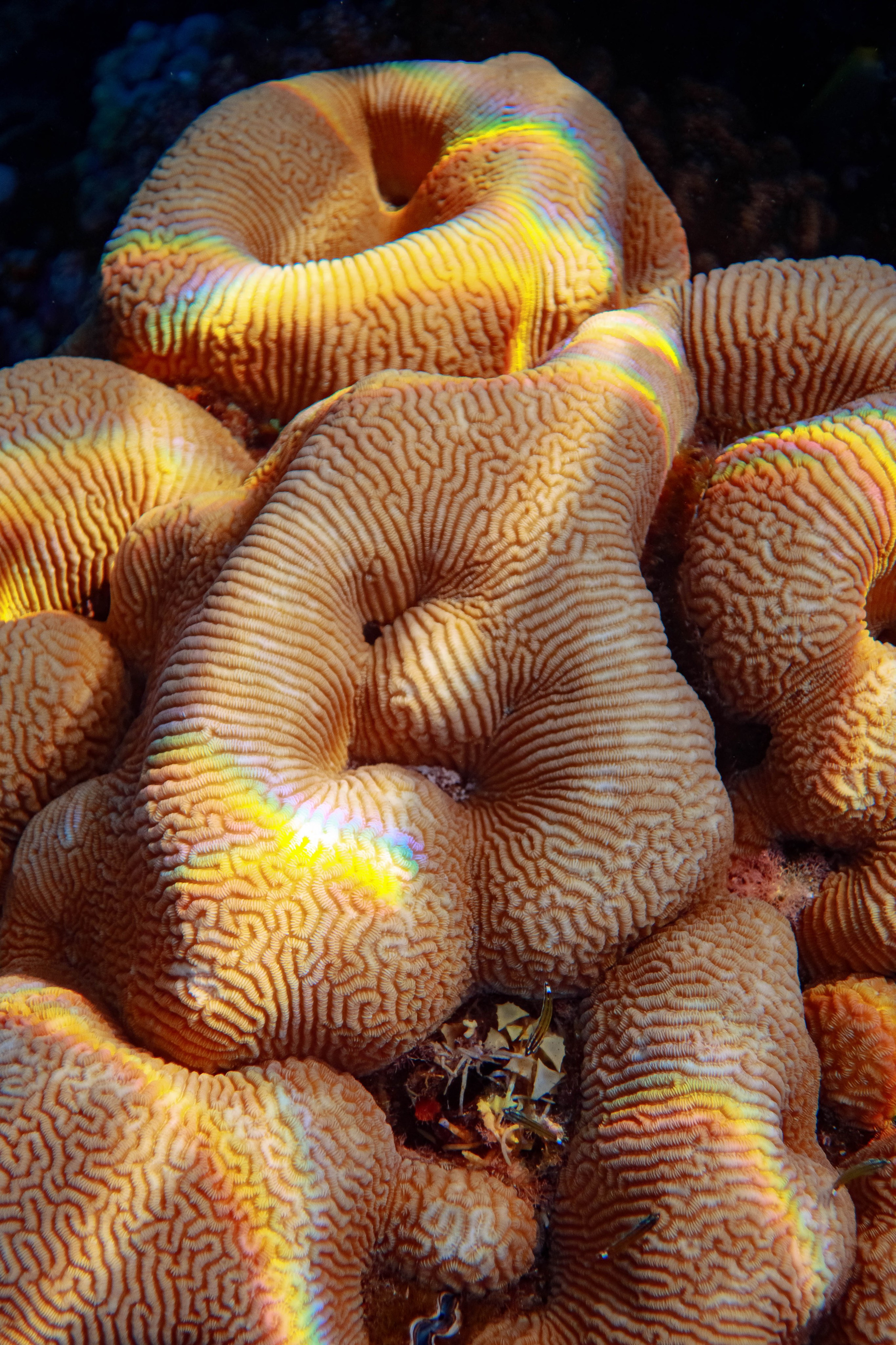 Fish. Фотограф Светлана Голицына