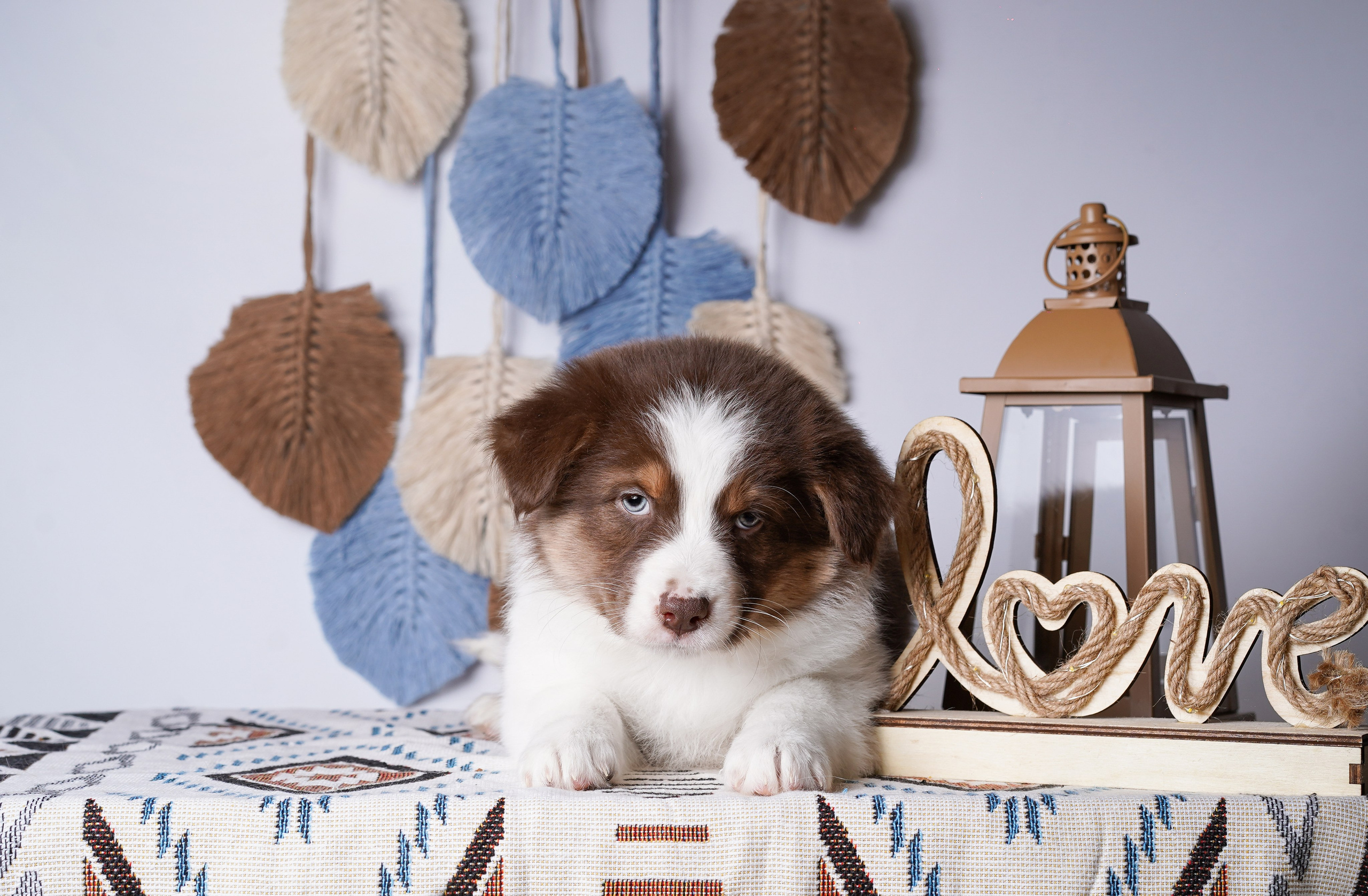 Щенки аусси. Фотограф-анималист в Санкт-Петербурге Яна Мартынова