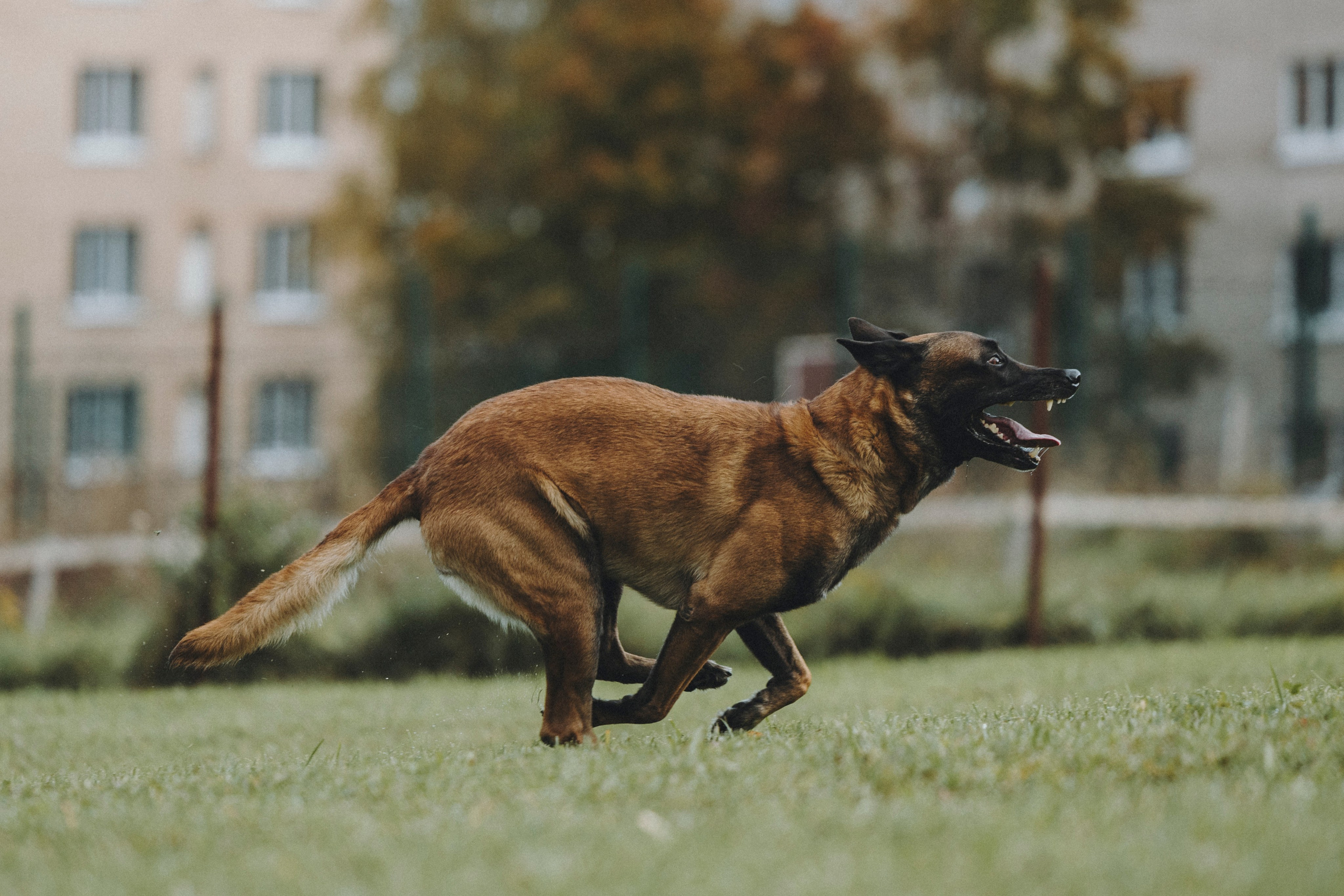 Испытания по мондьорингу г. Пушкин 29.09.2024. Фотограф-анималист Анна Маринич