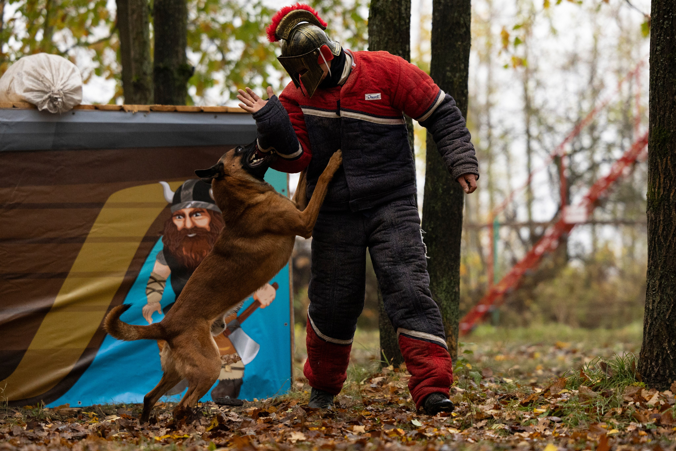 Соревнования по Мондьорингу г. Вологда. Фотограф-анималист Анна Маринич
