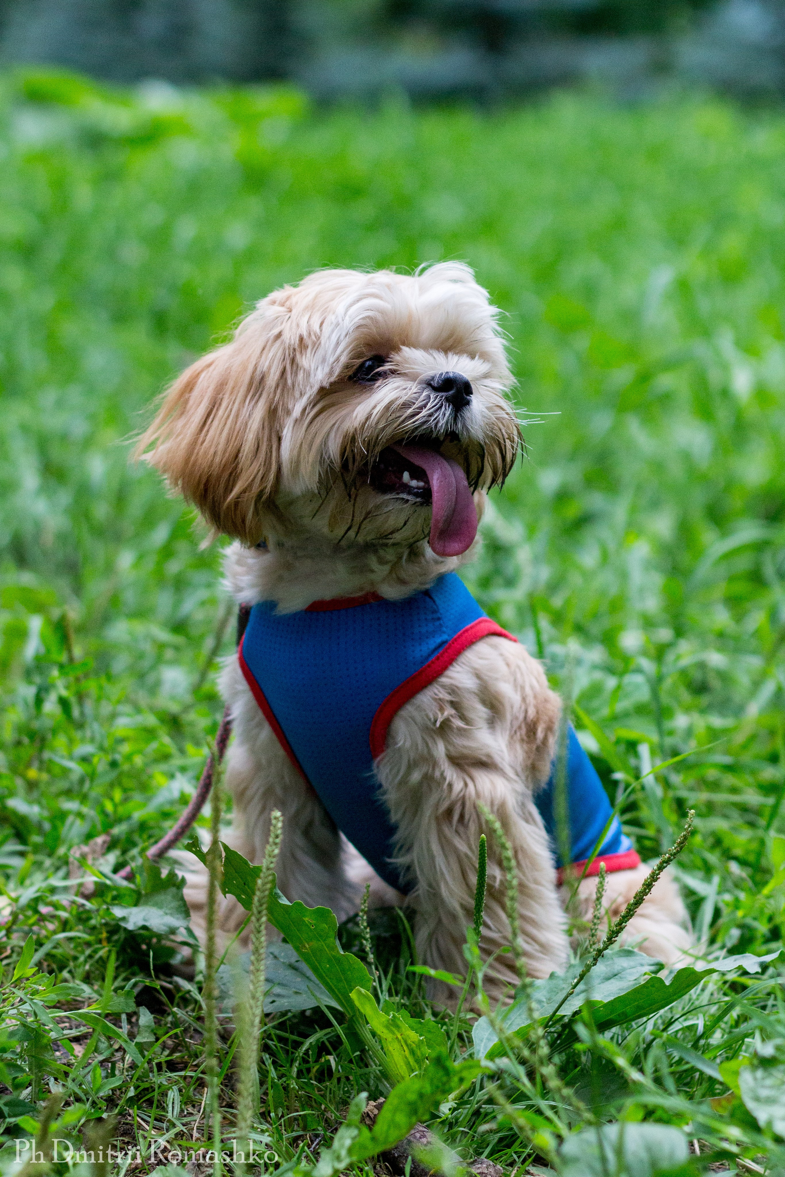 Анималистка. Фотограф Дмитрий Ромашко