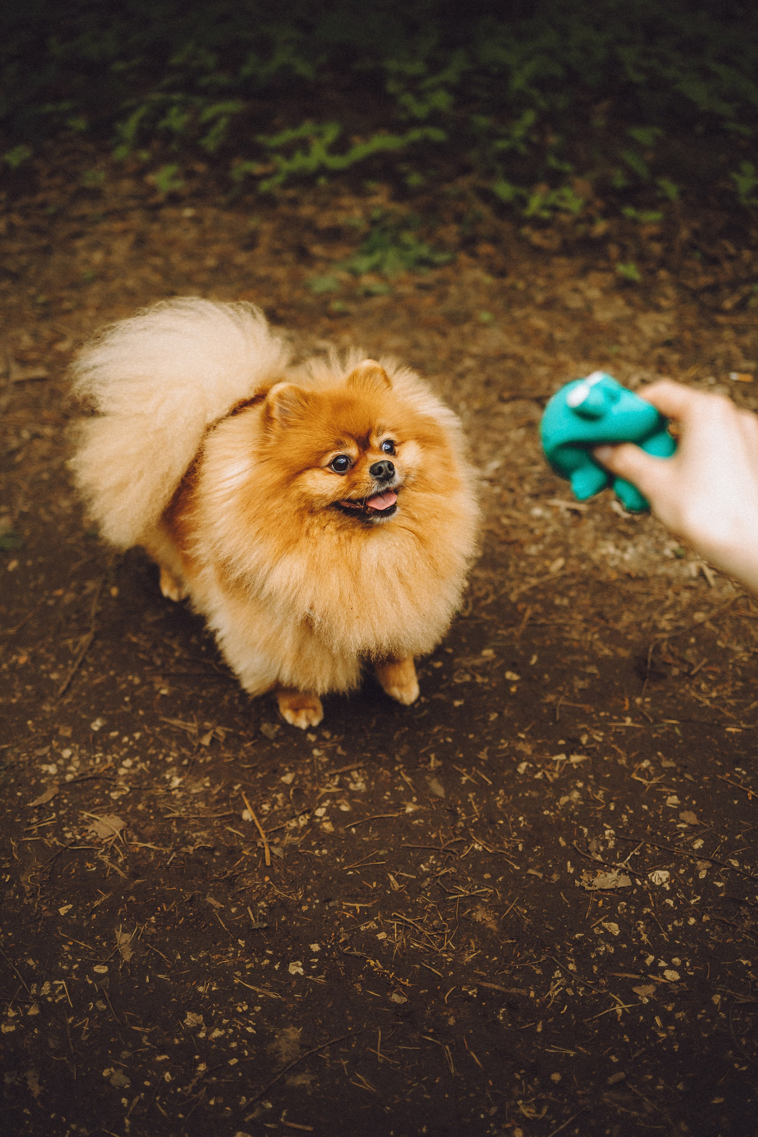 Лорик и его семья