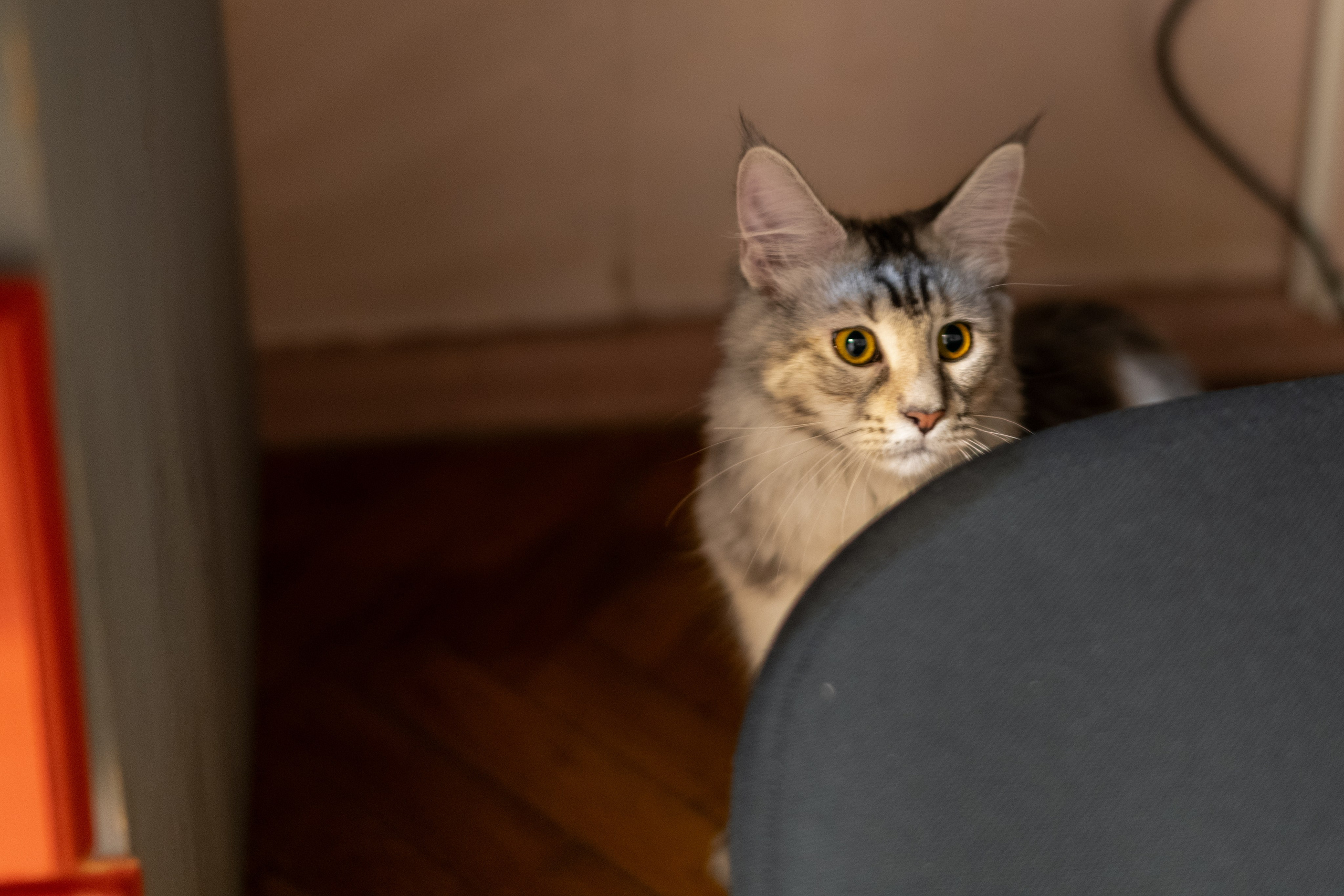 «Белка» — проба на tilt-shift 24 мм. Роман Свободный — интерьерная и архитектурная съёмка, Москва и МО