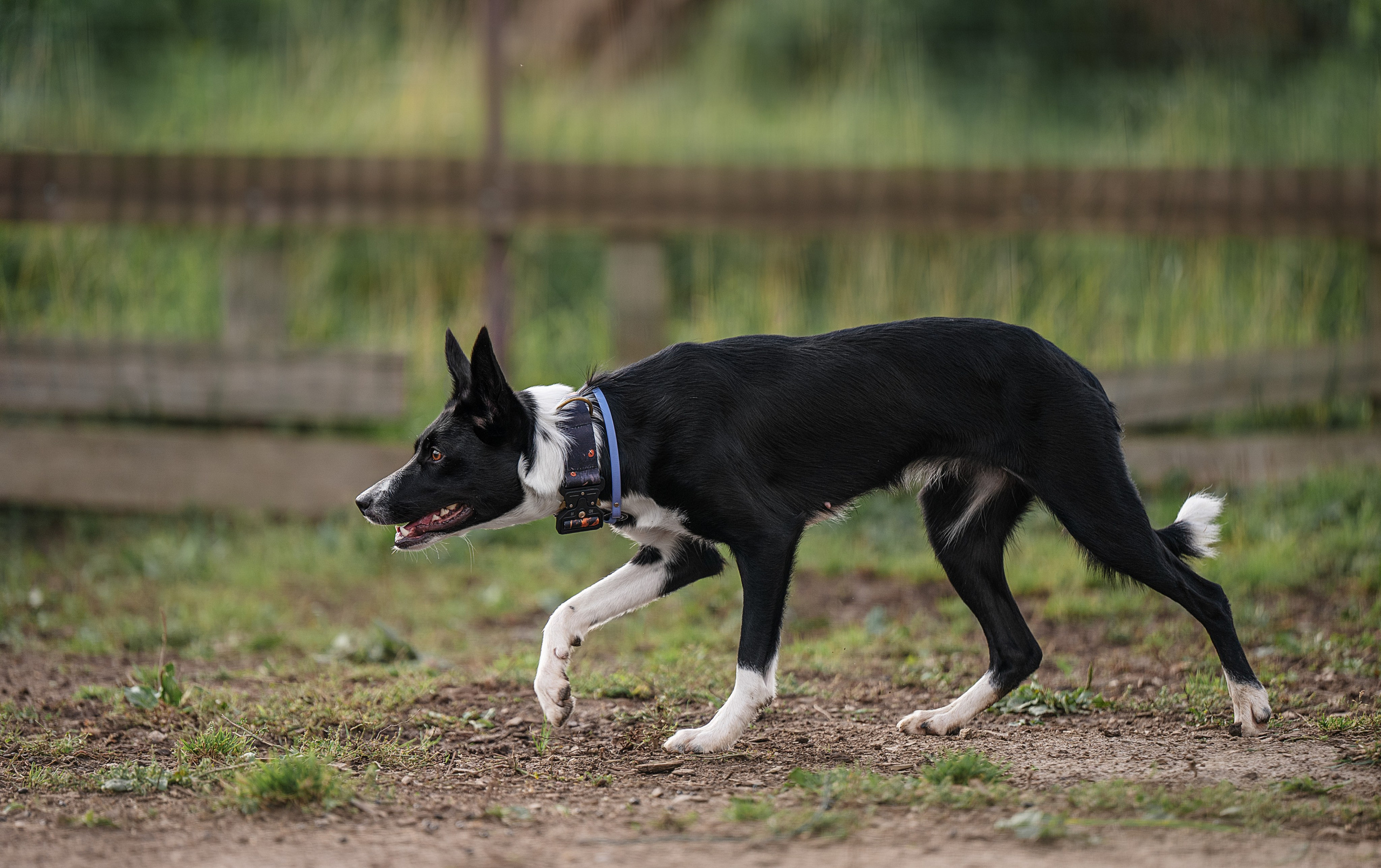 Тренировки пастьбы. Фотограф-анималист Виктория Симонова. СПб