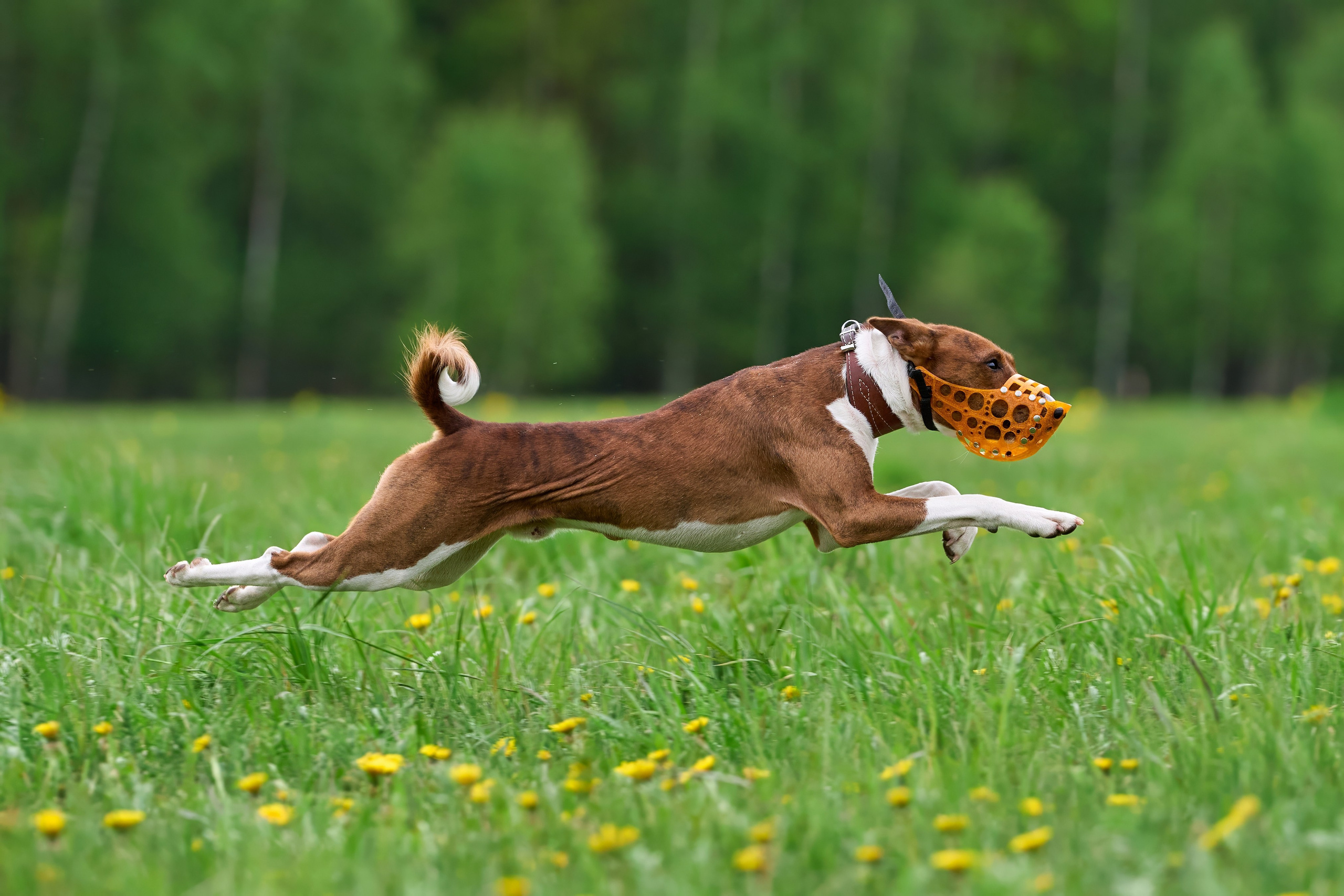 Тренировка по курсингу Донино. Фотограф-анималист Михаил Манухин