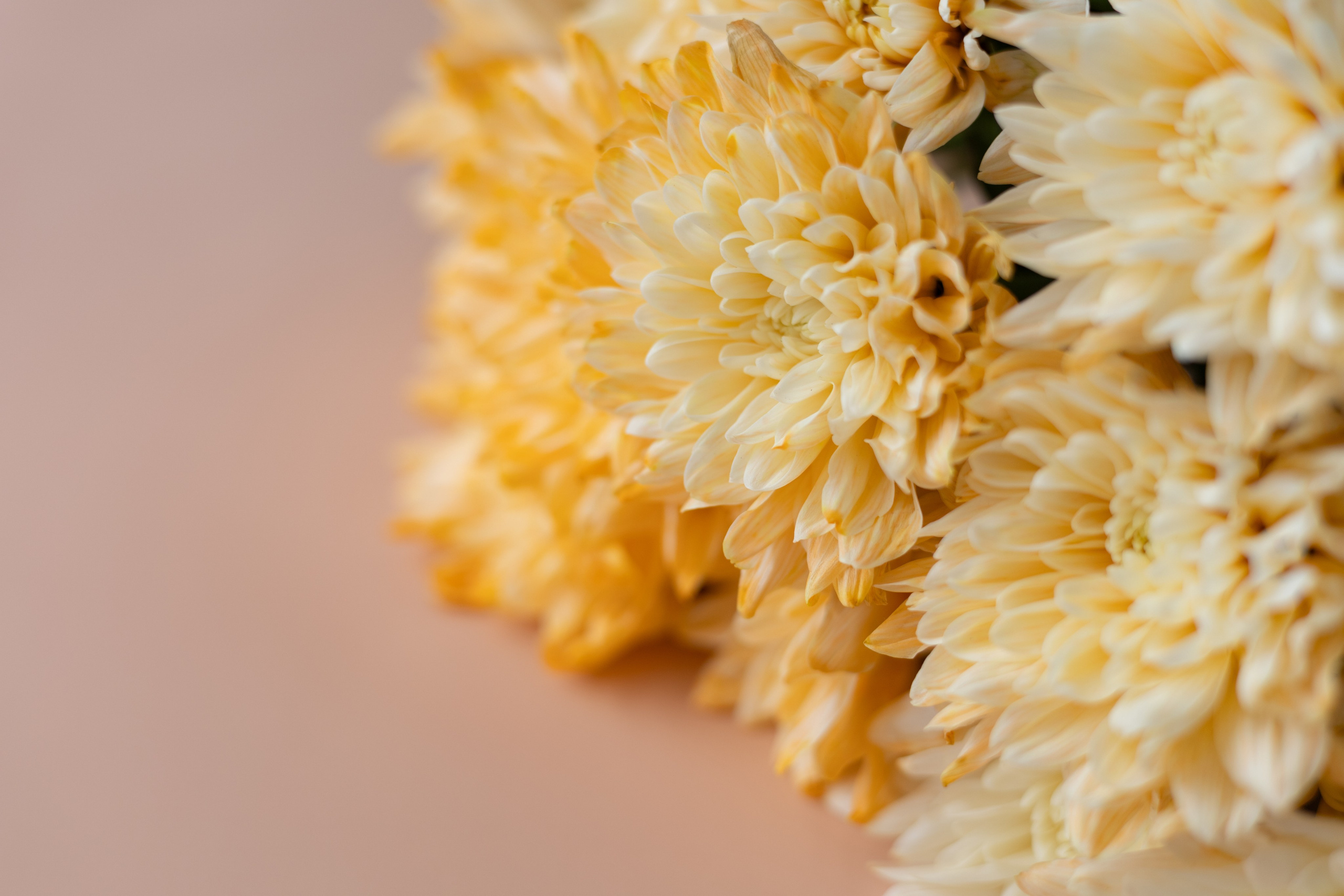 Кейс магазин цветов. Ваш фотограф