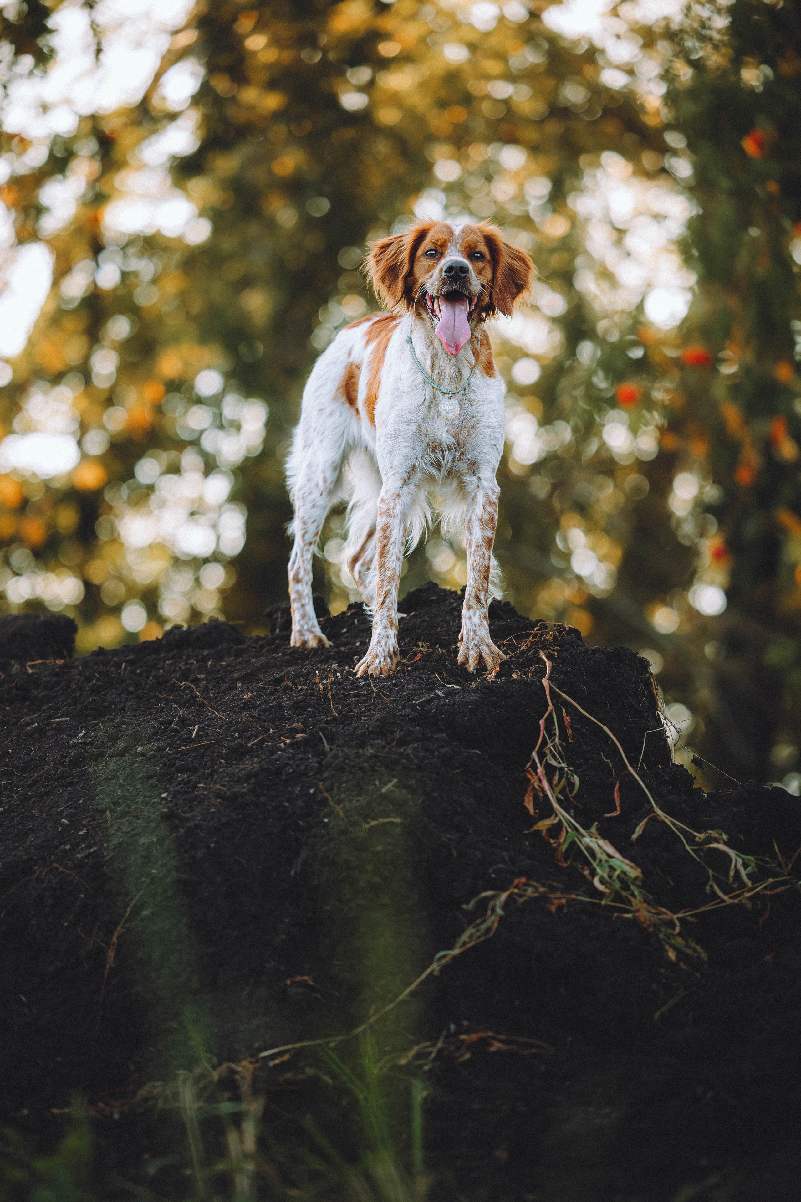 Камри и Пафи