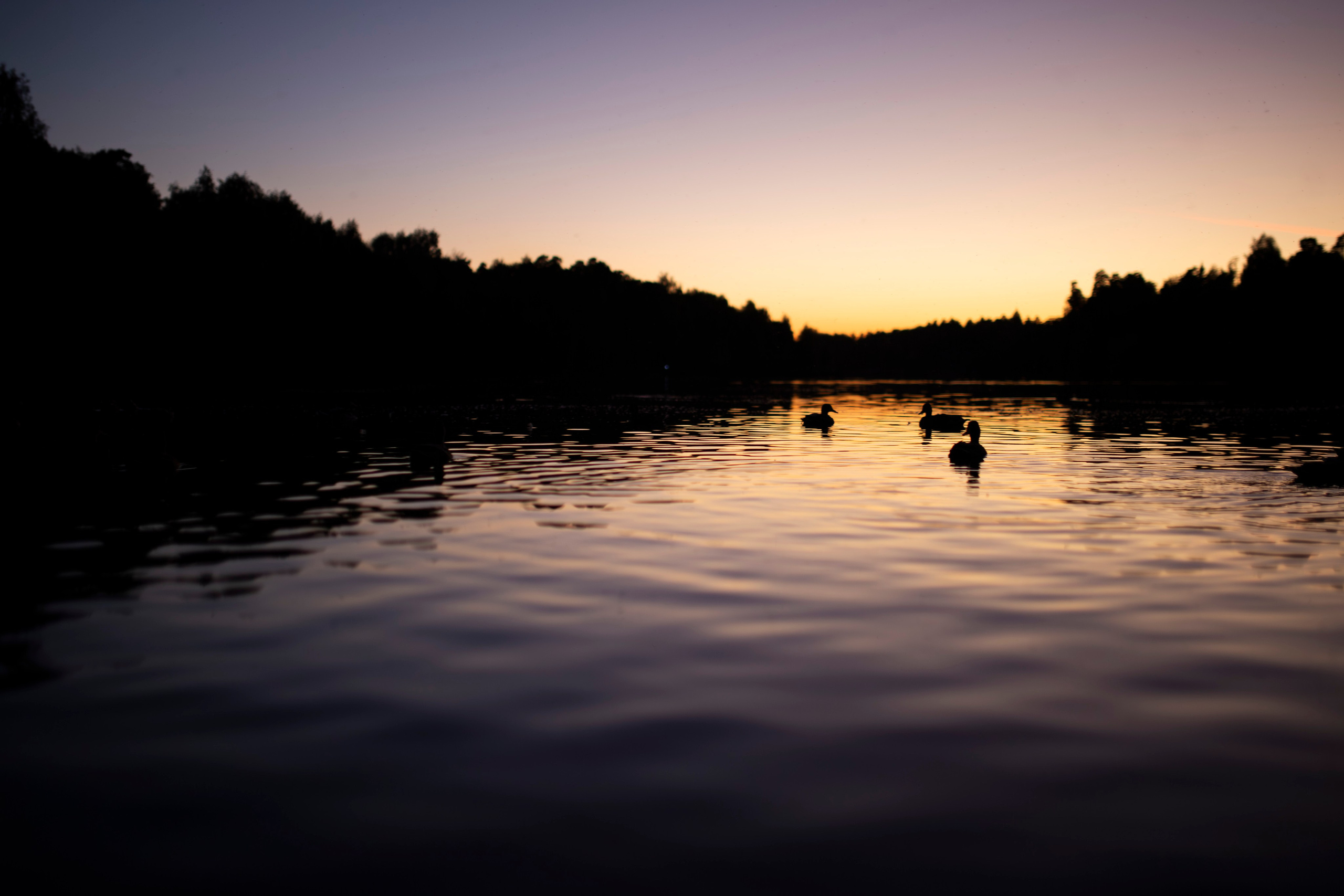 Флора и фауна. Sergey Shapovalov, фотограф, видеограф, графический дизайнер, монтажер