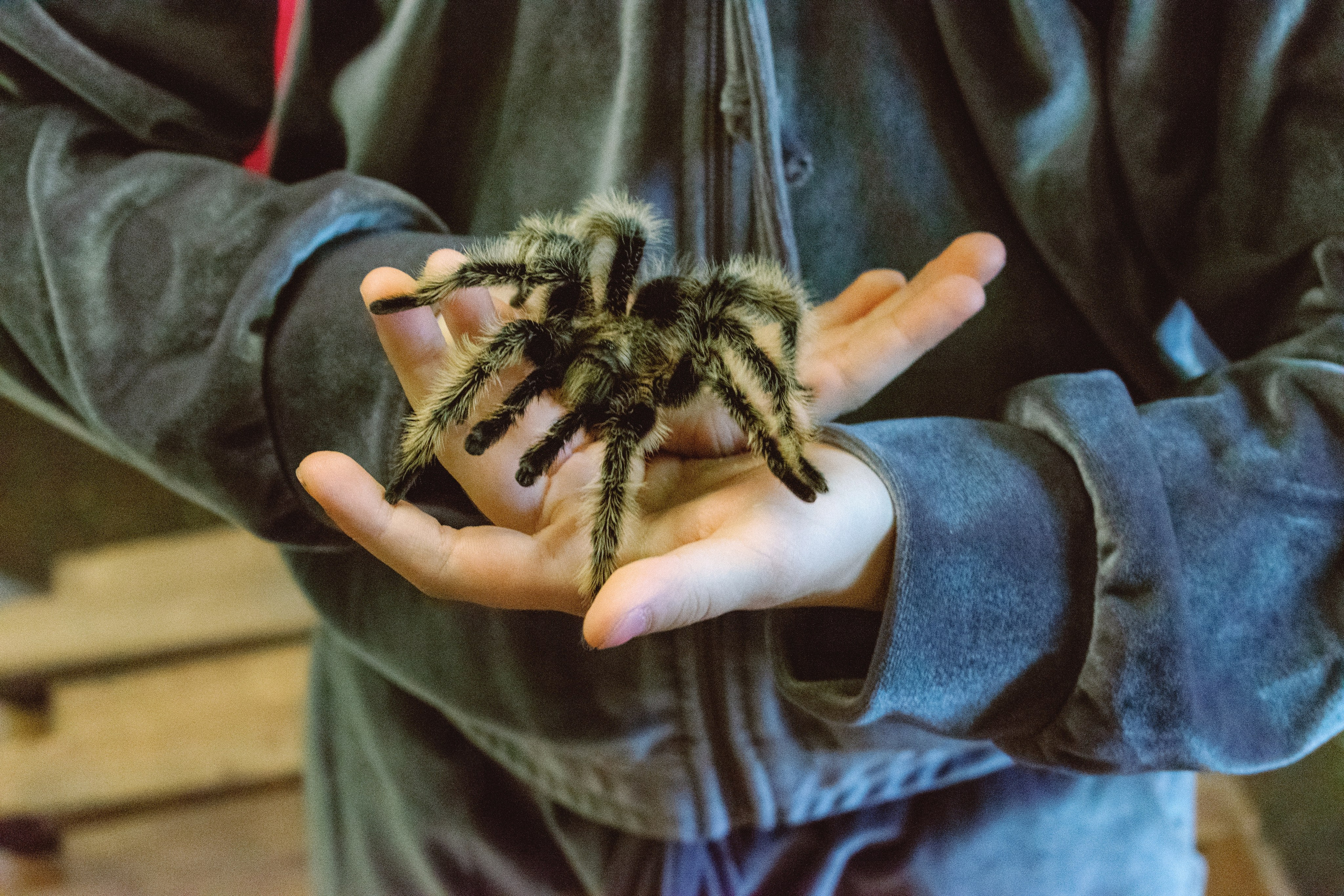 Лиза 8 лет. Поставщики эмоций
