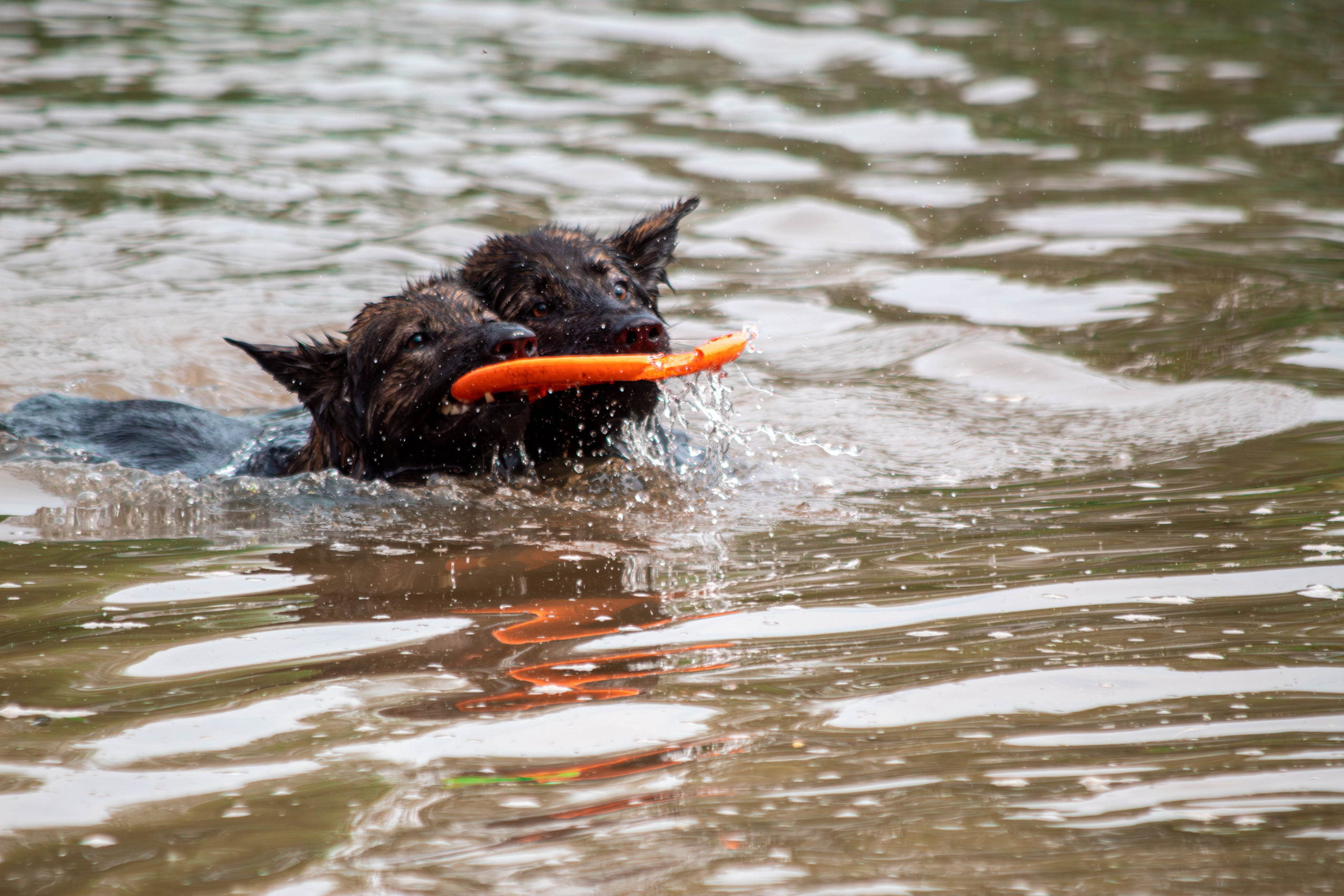 Фотосессии с животными Тула. Фотограф анималист — Тула, Москва