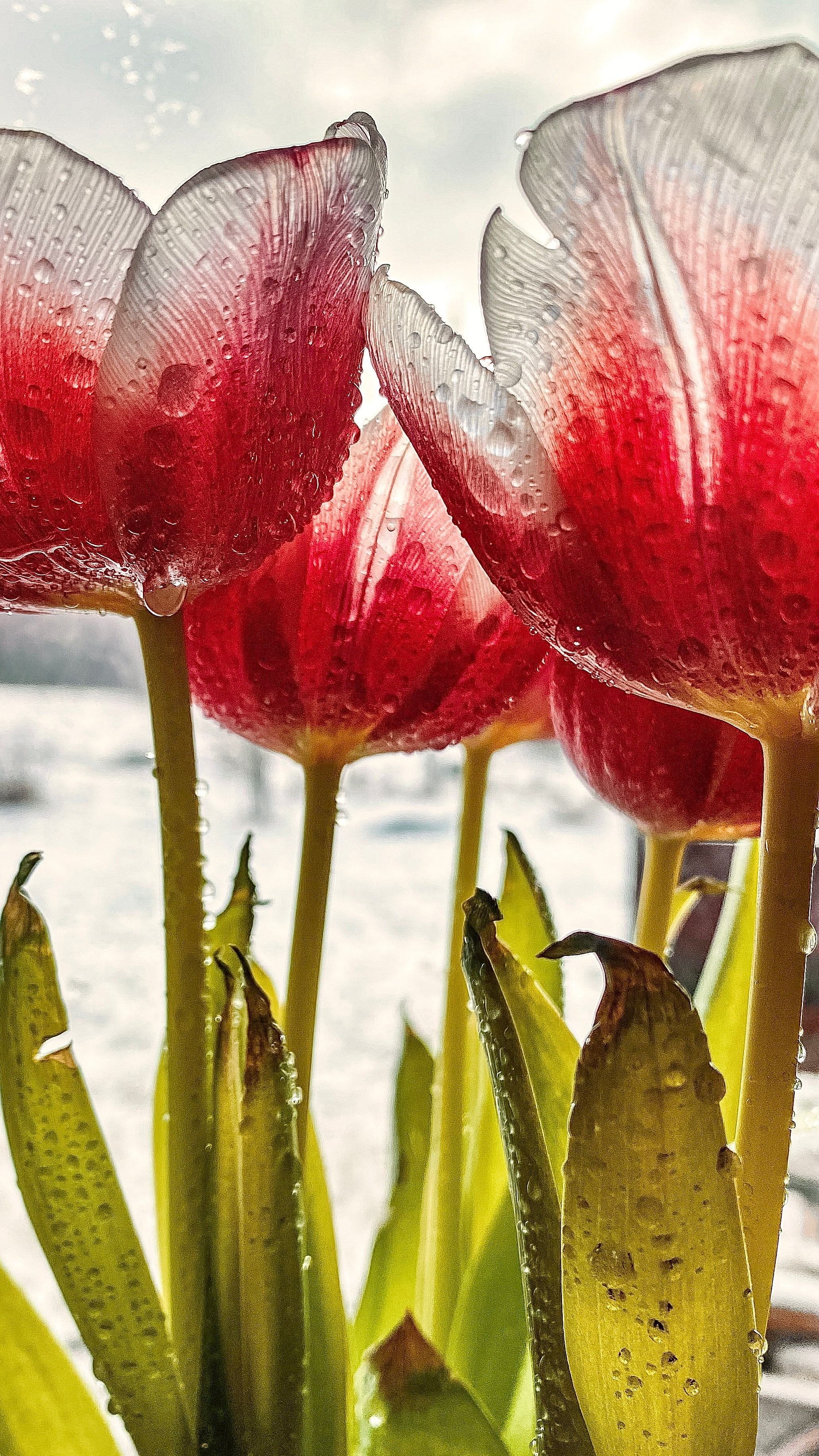 Цветы. Фотограф Ольга Мурзина