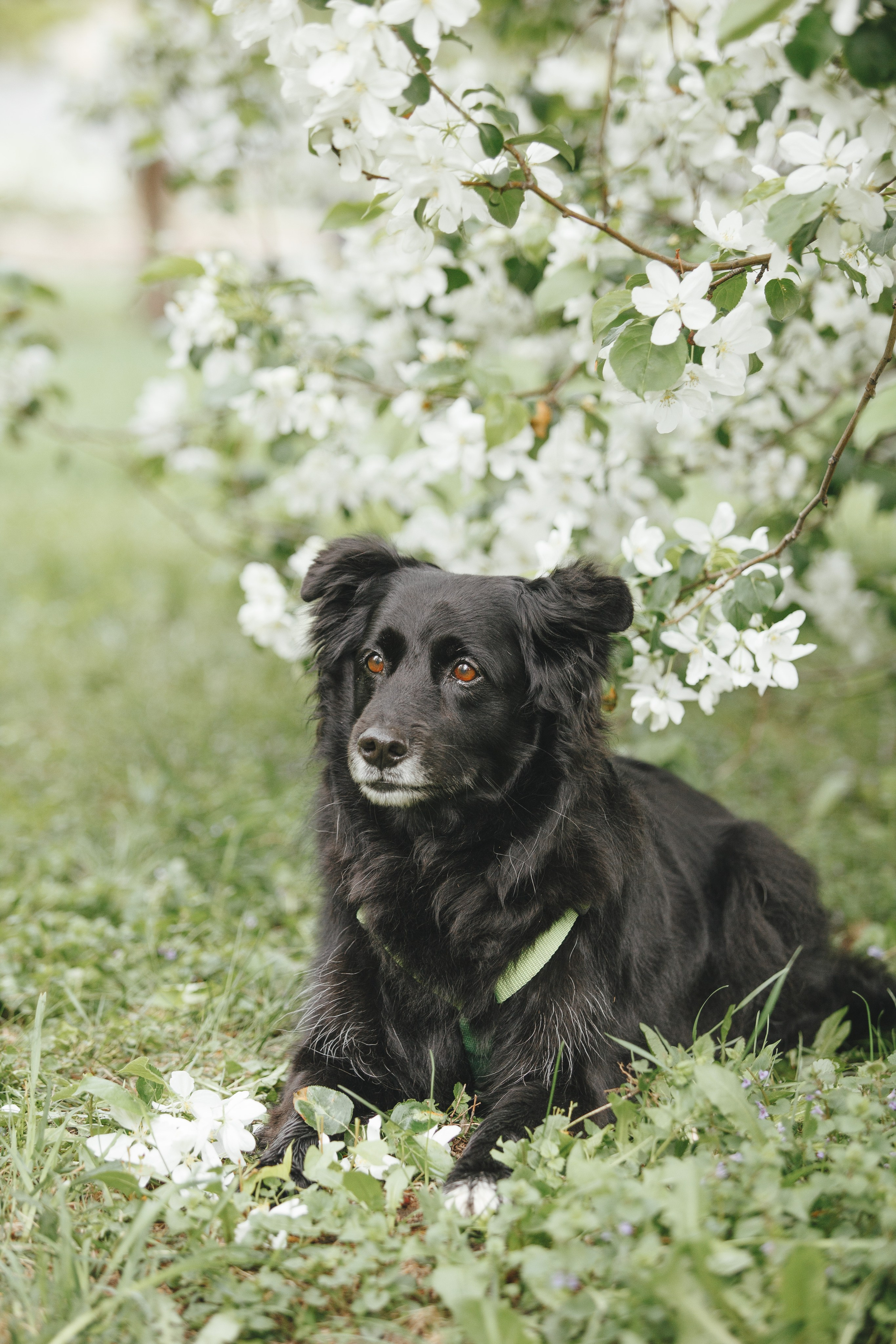 Ваши фотографии. Фотограф анималист Осипчикова Мария