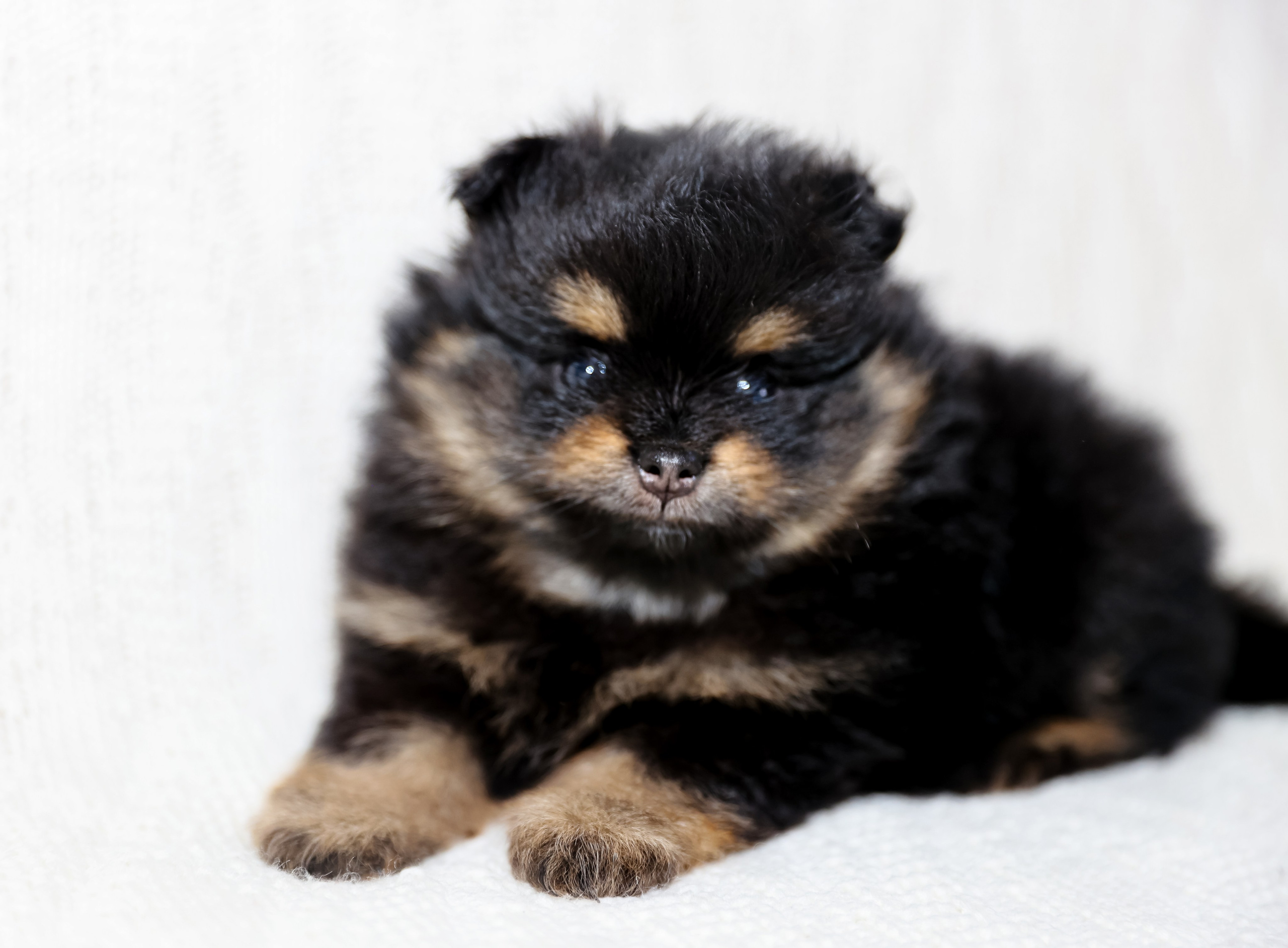 Фотосессия щенков шпицев. Фотограф — Татьяна Кириллова, г. Санкт-Петербург