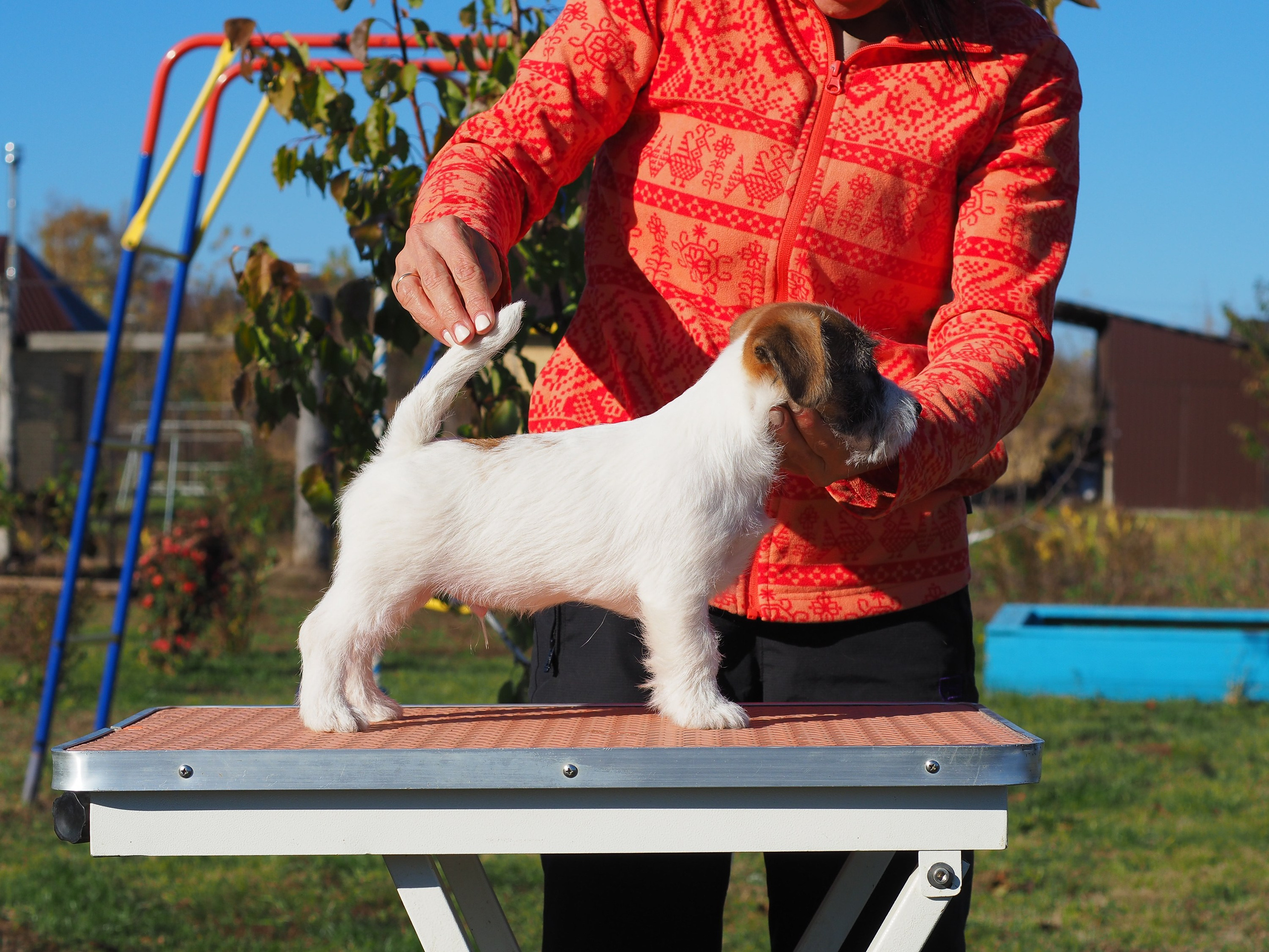 Щенок кобель ДРТ. КАНЕ МАЭСТРО — питомник Джек рассел терьеров