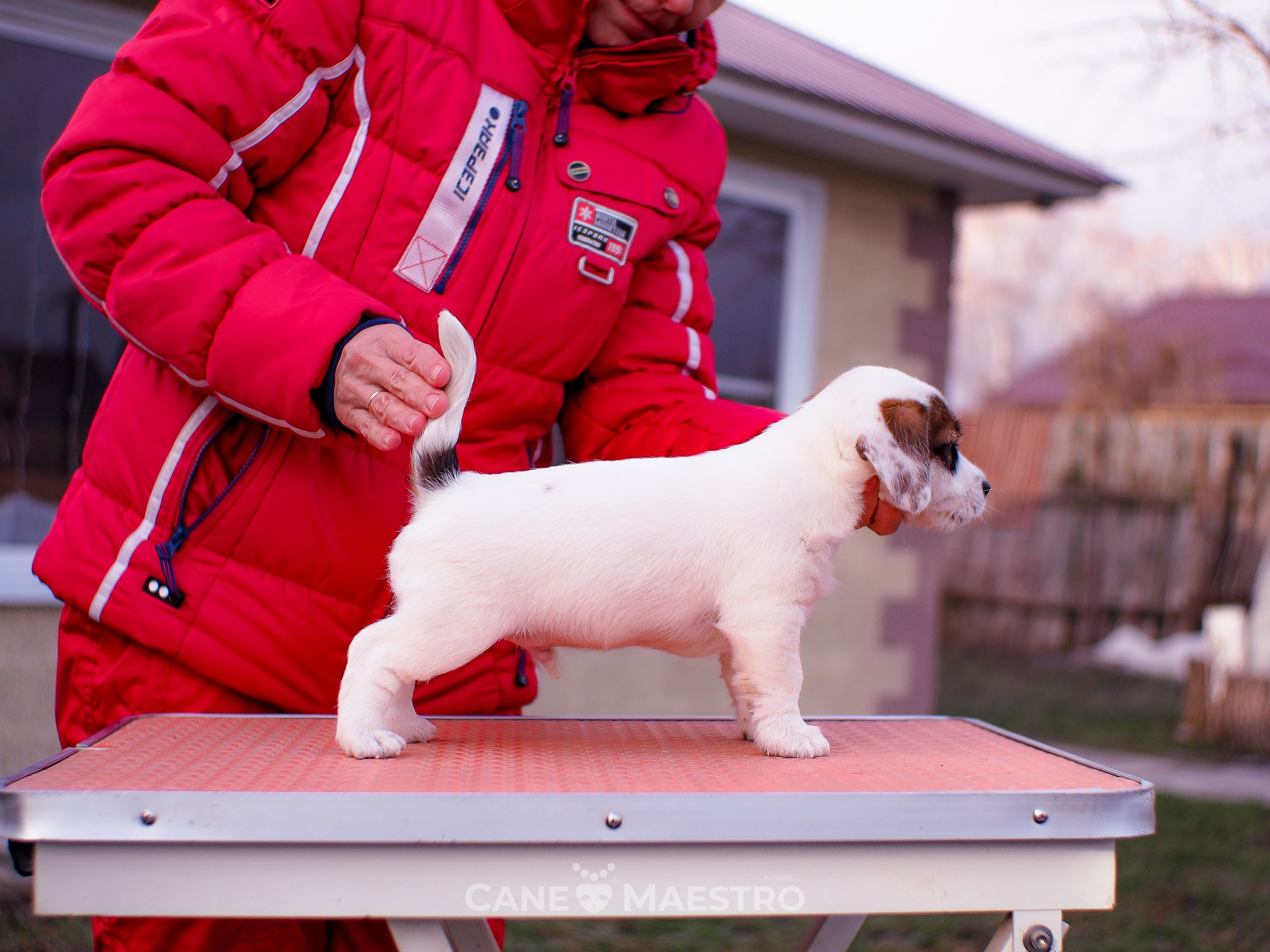 1КОБЛ_МОНОКЛЬ_Ц_ЛИТТЕР. CANE MAESTRO — kennel Jack Russell Terrier