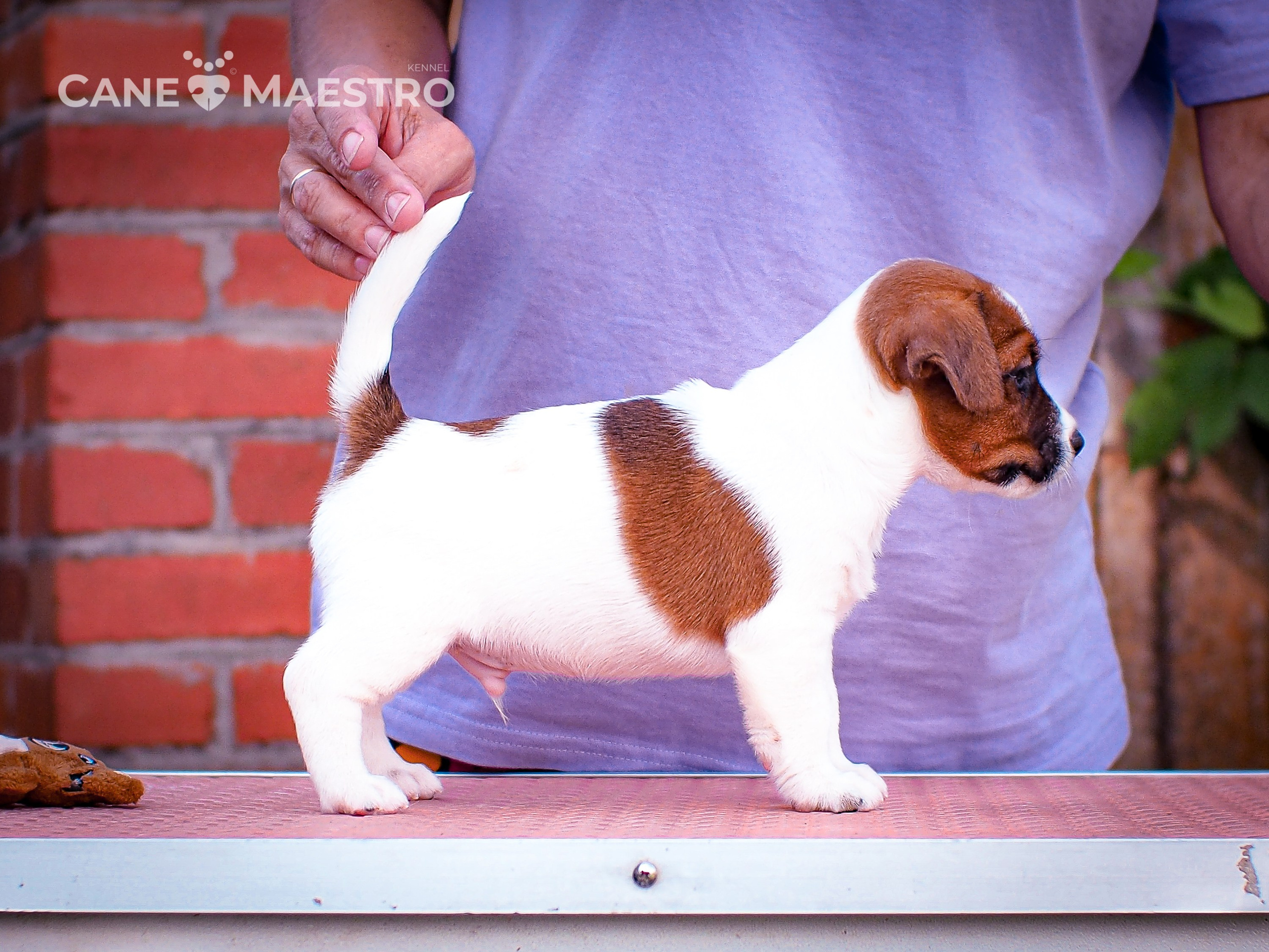 ЭМЕНТАЛЬ_КОБЕЛЬ. CANE MAESTRO — kennel Jack Russell Terrier
