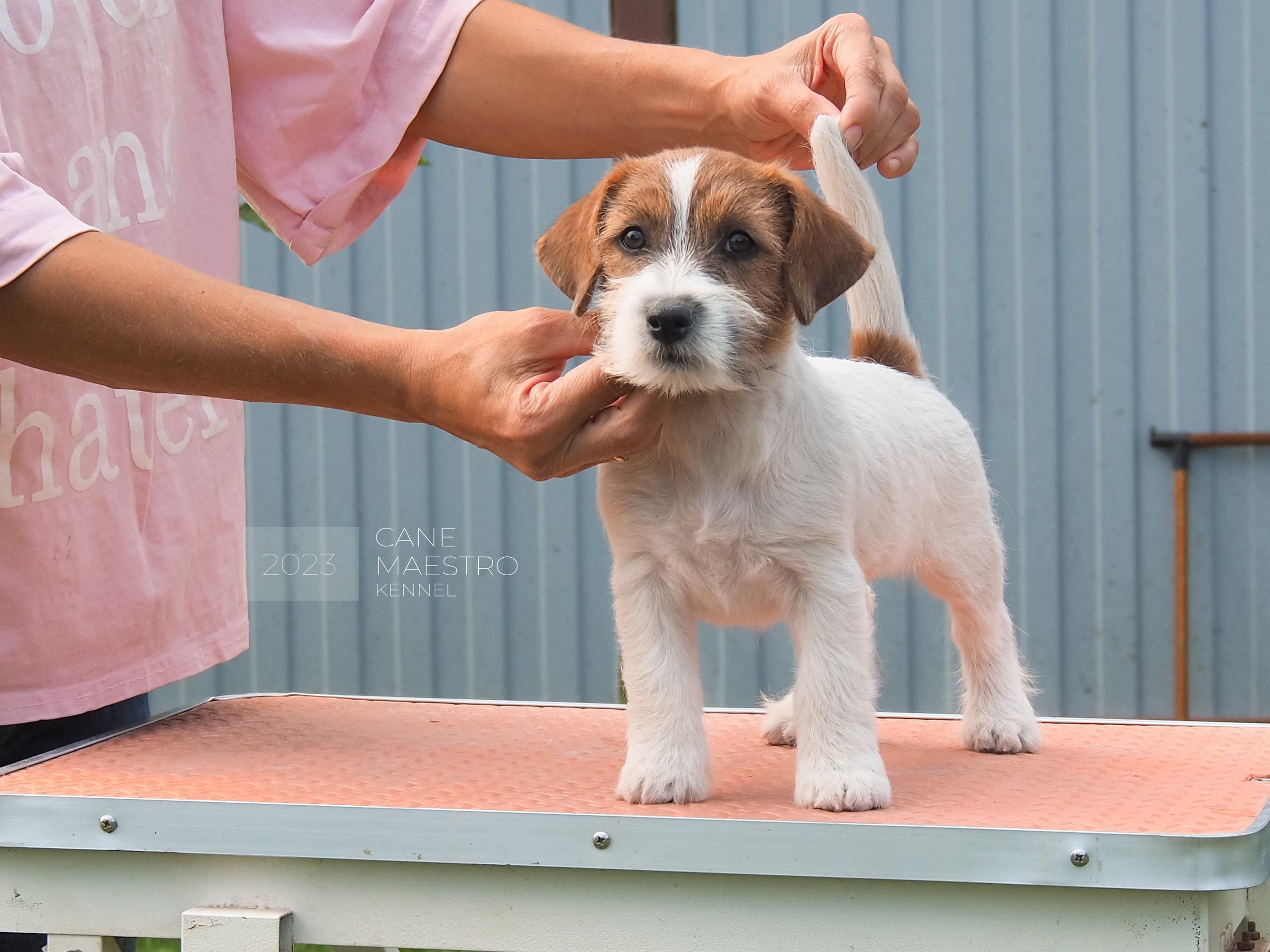 CANE MAESTRO SAYONARA. CANE MAESTRO — kennel Jack Russell Terrier