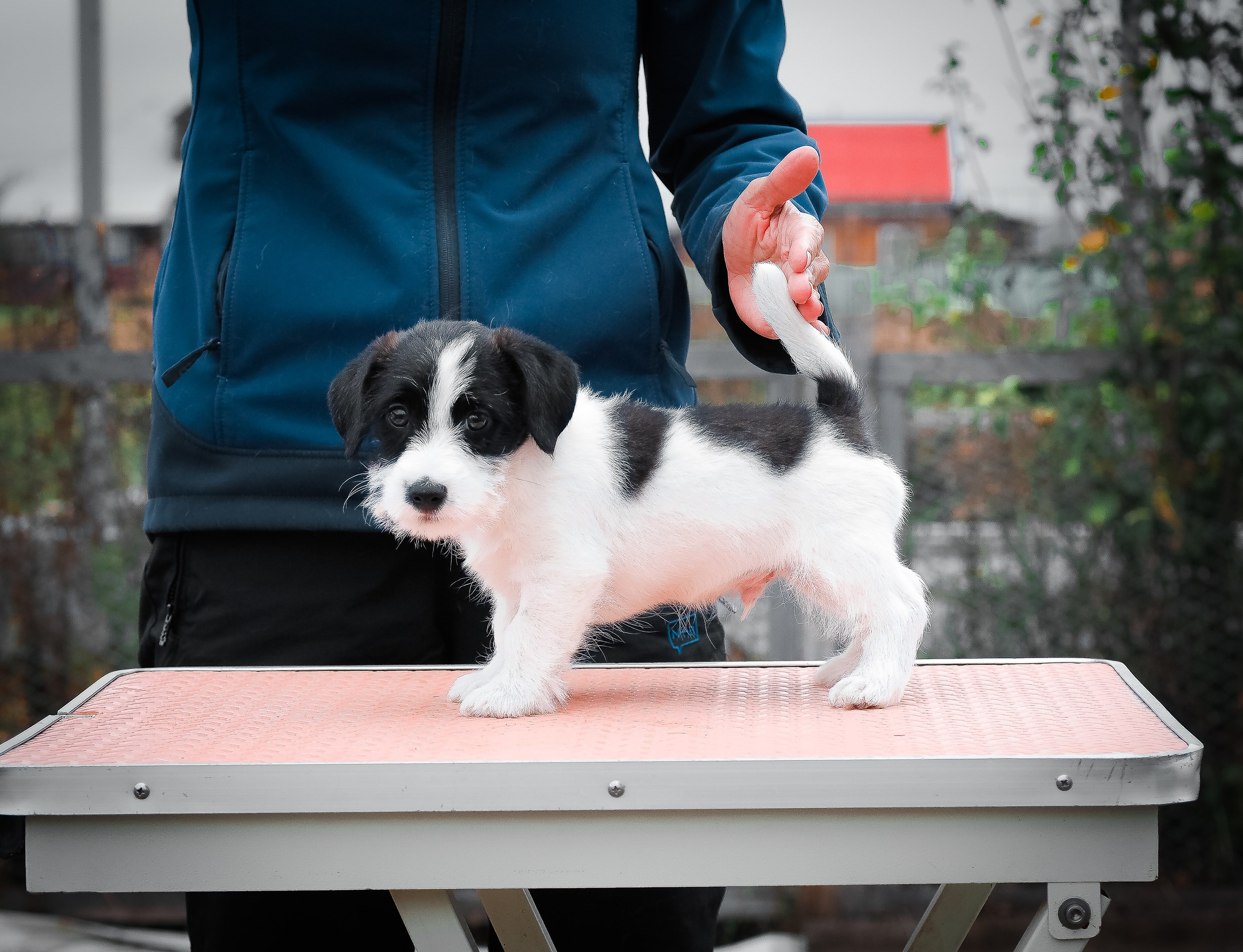X_КОБЛ_4_БЕЛ_ЧЕРН. CANE MAESTRO — kennel Jack Russell Terrier