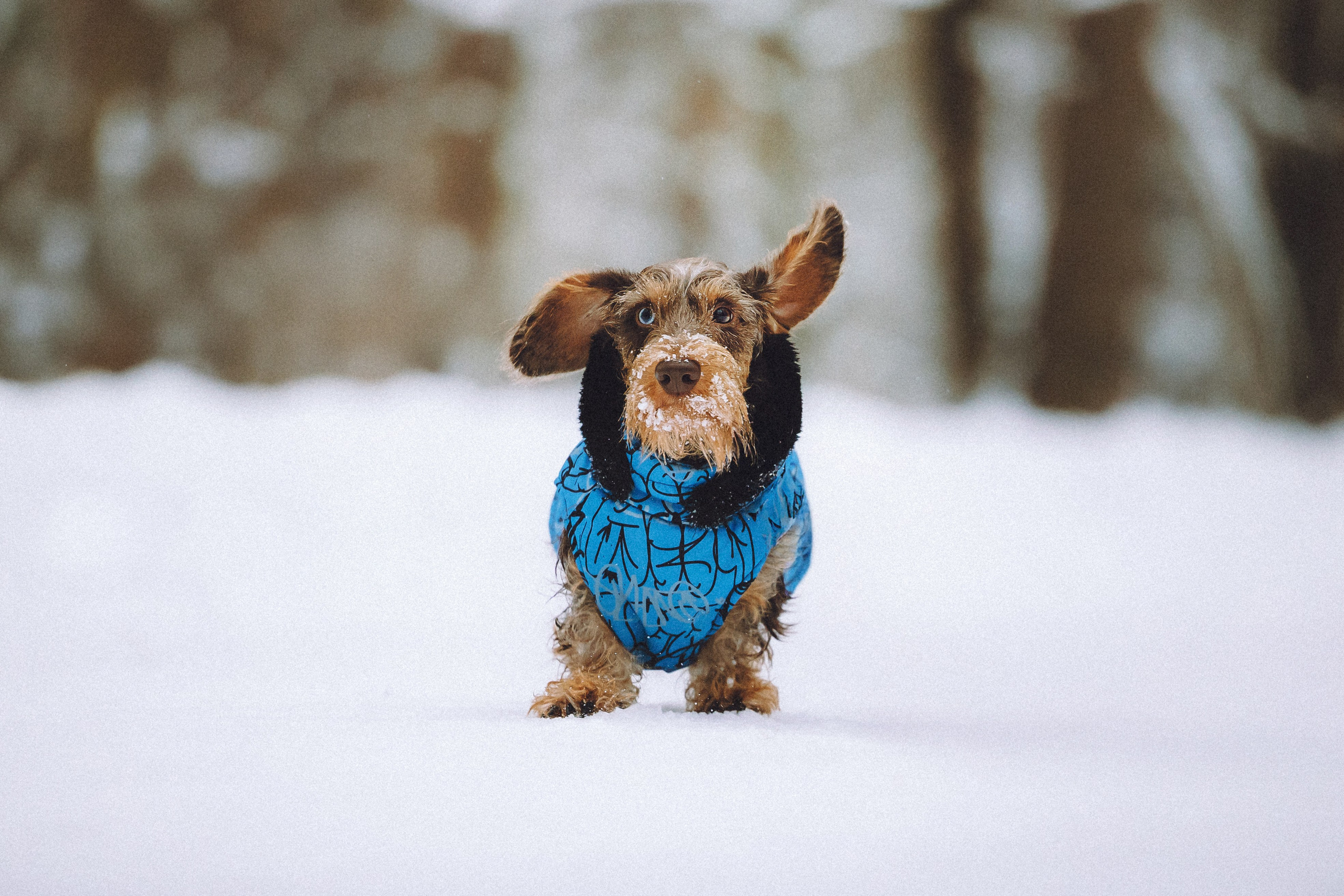 Каспер и его семья