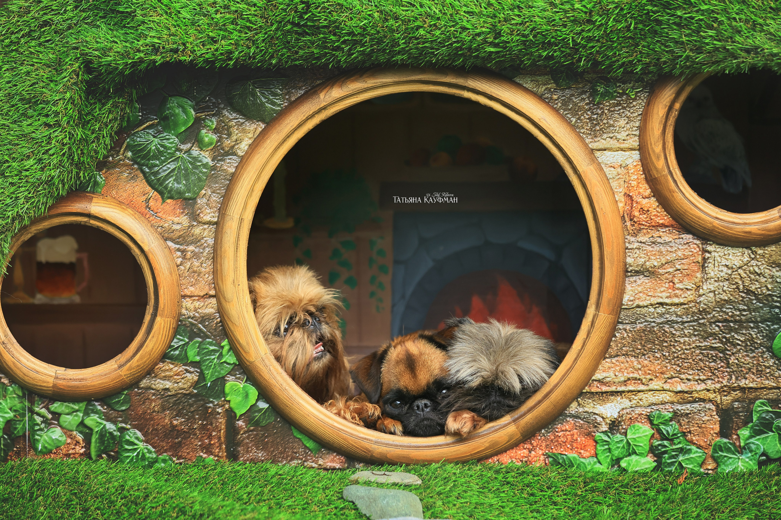 Домик для хоббитов, фотозона, властелин колец, шир, хоббиты, гномы, брюссельский гриффон, малый брабансон, фотосессия, ручная работа, фотограф анималист, фотограф Новосибирск