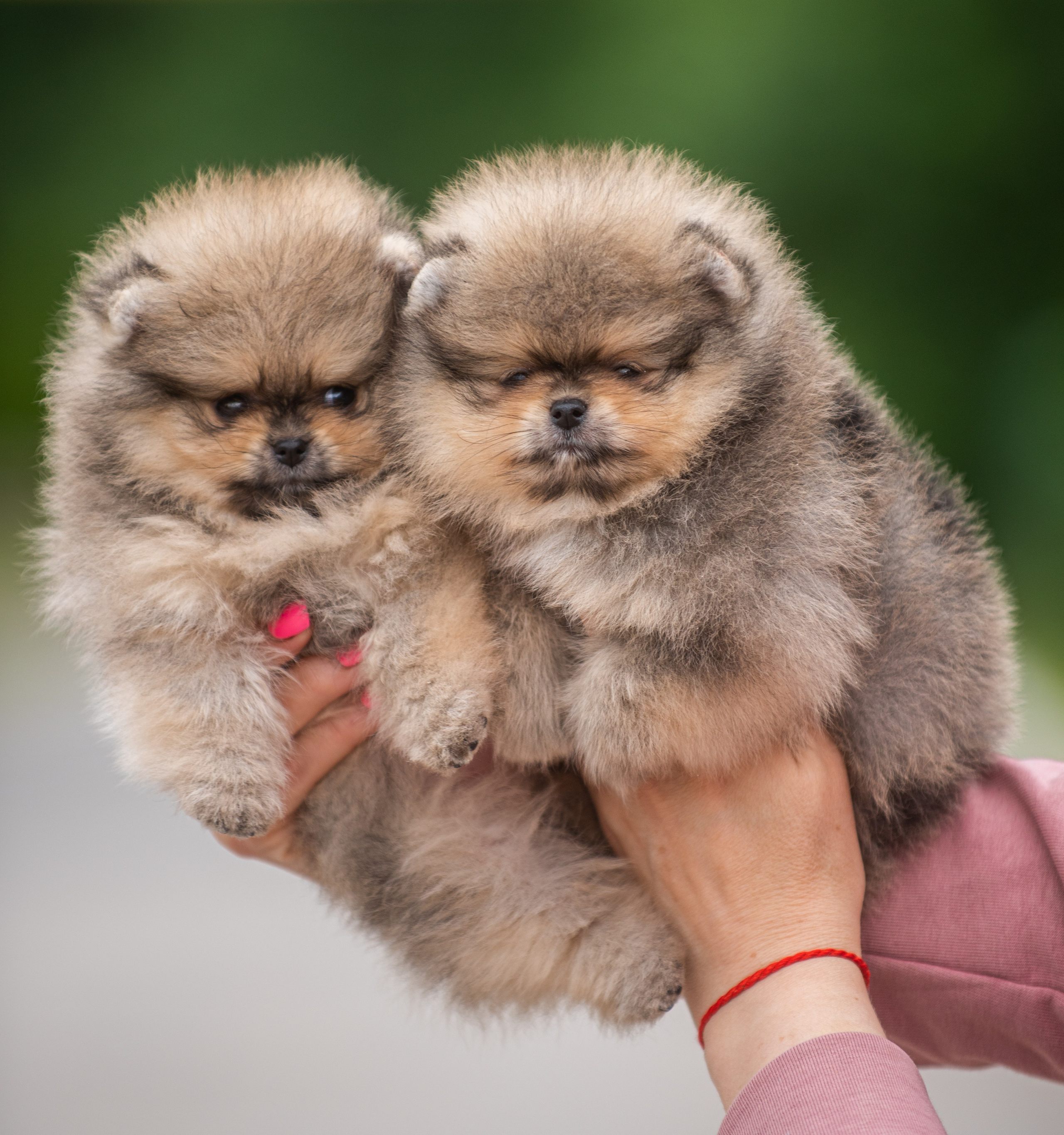 Шпицы щенки. Главная