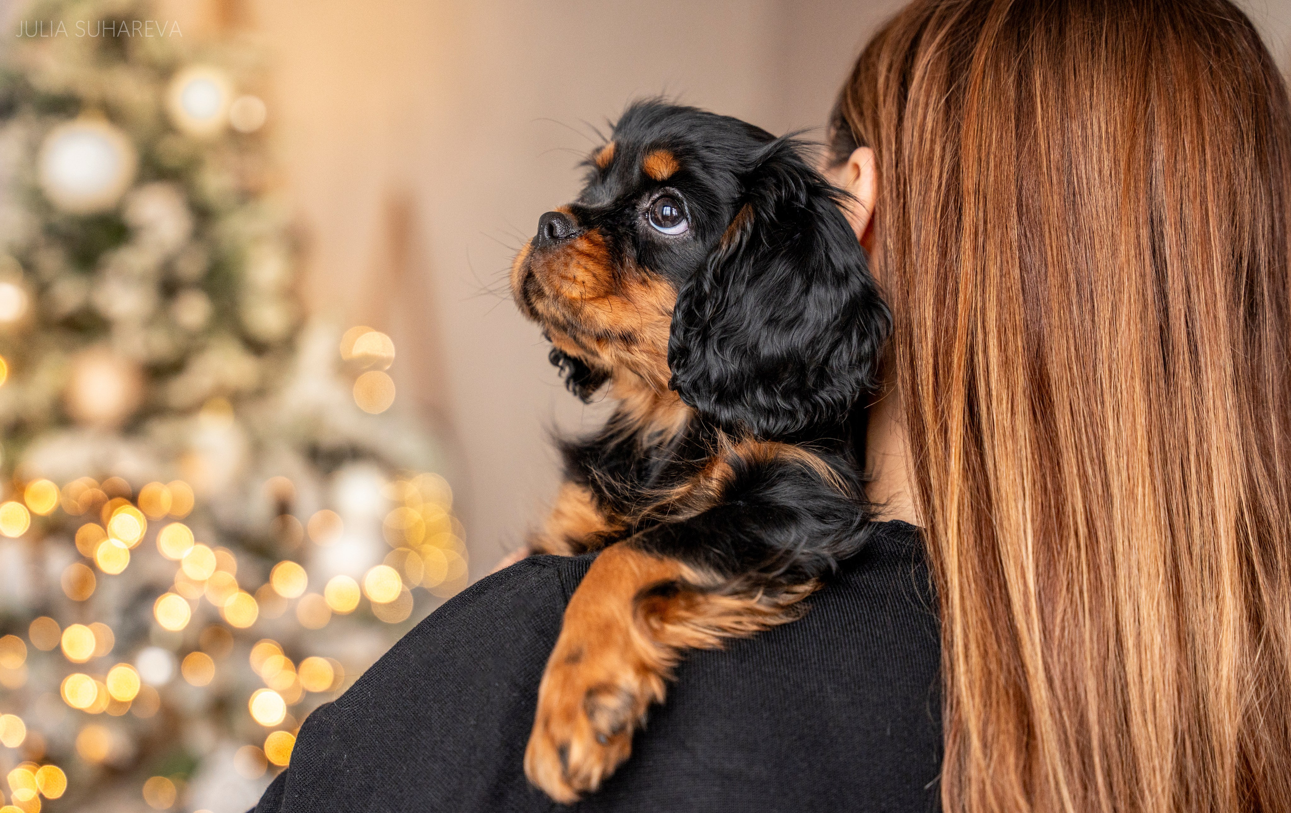 Щенки Кавалер кинг-чарльз-спаниель (Новый год). Главная