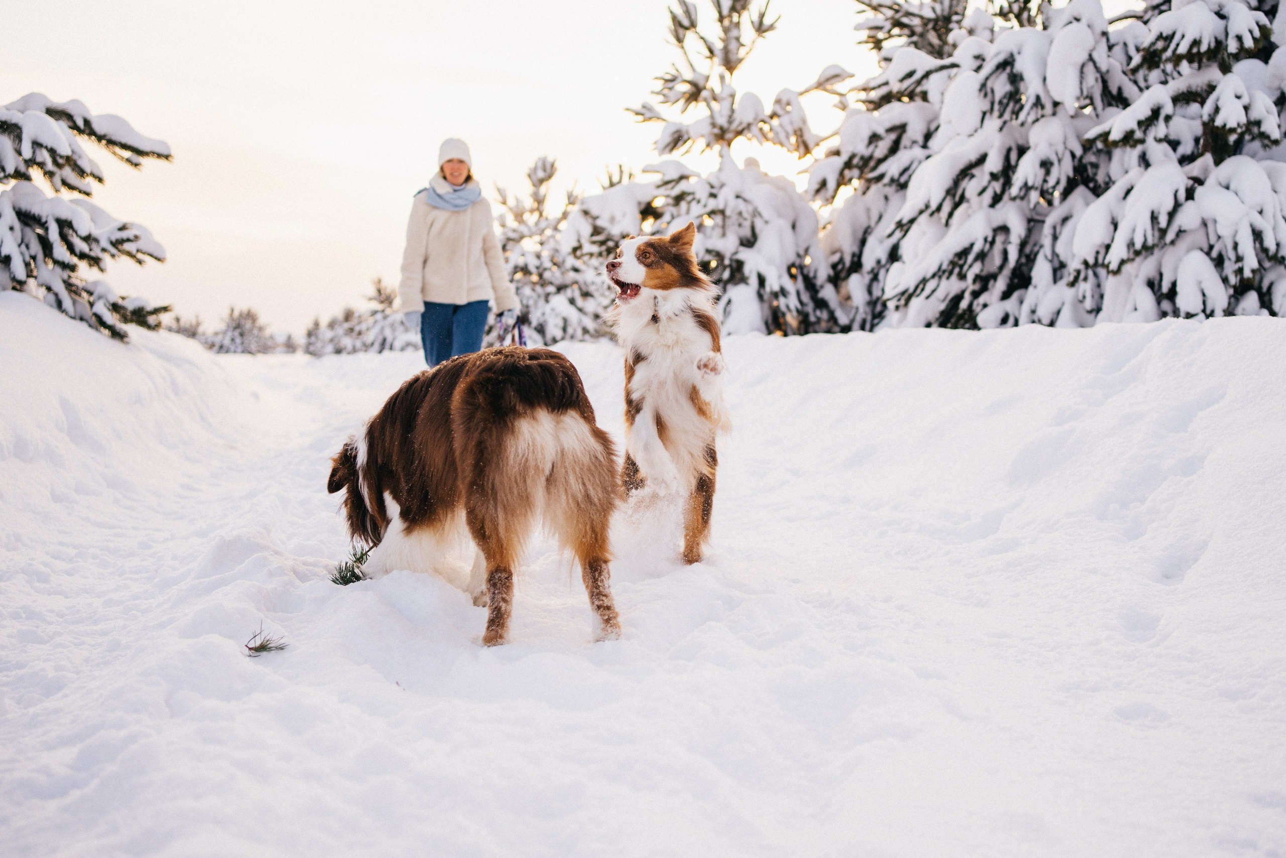 Айла и Харли. Фотограф-анималист Анастасия Большакова