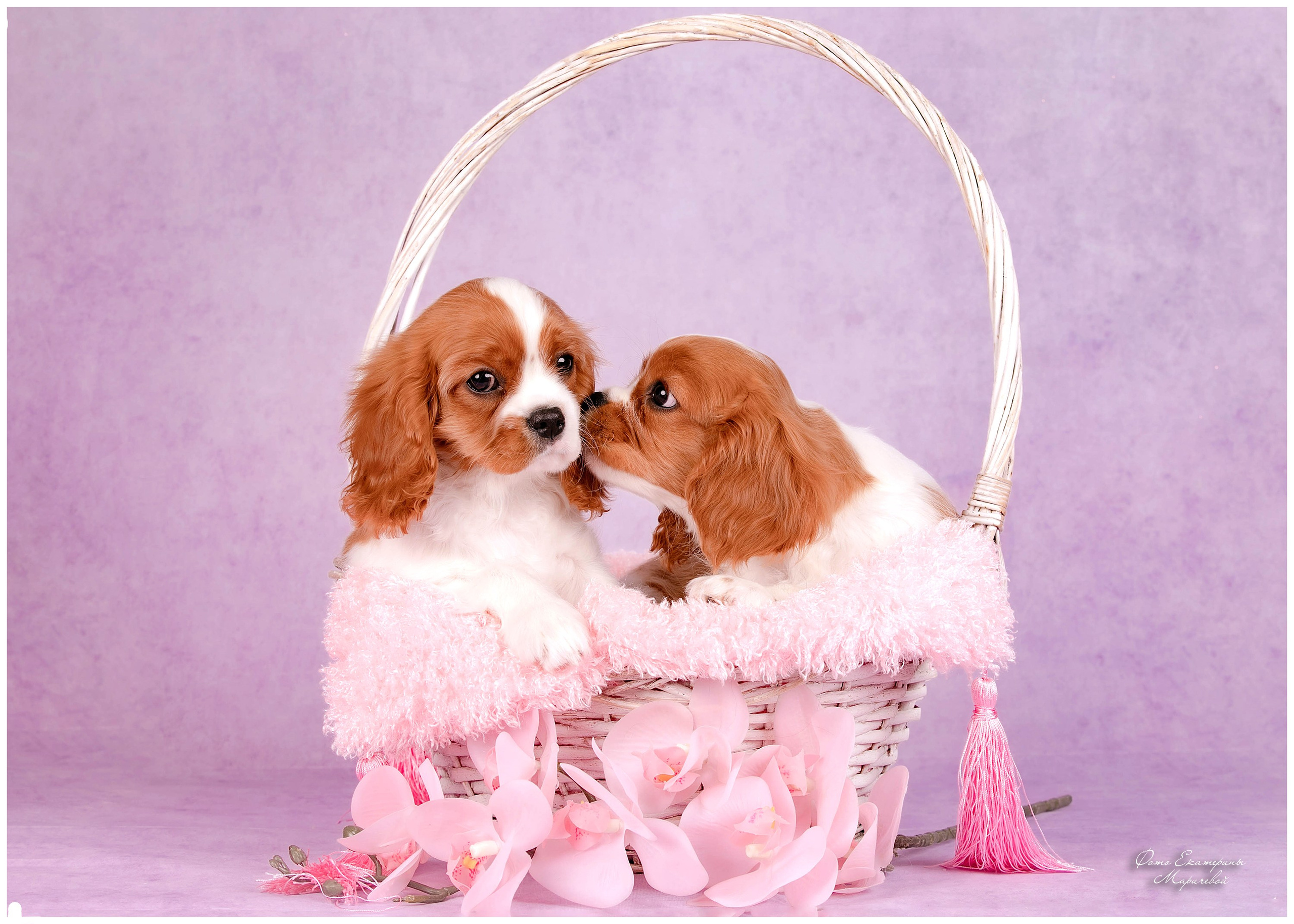 Галерея щенков. Фотограф-анималист в Омске Екатерина Маричева