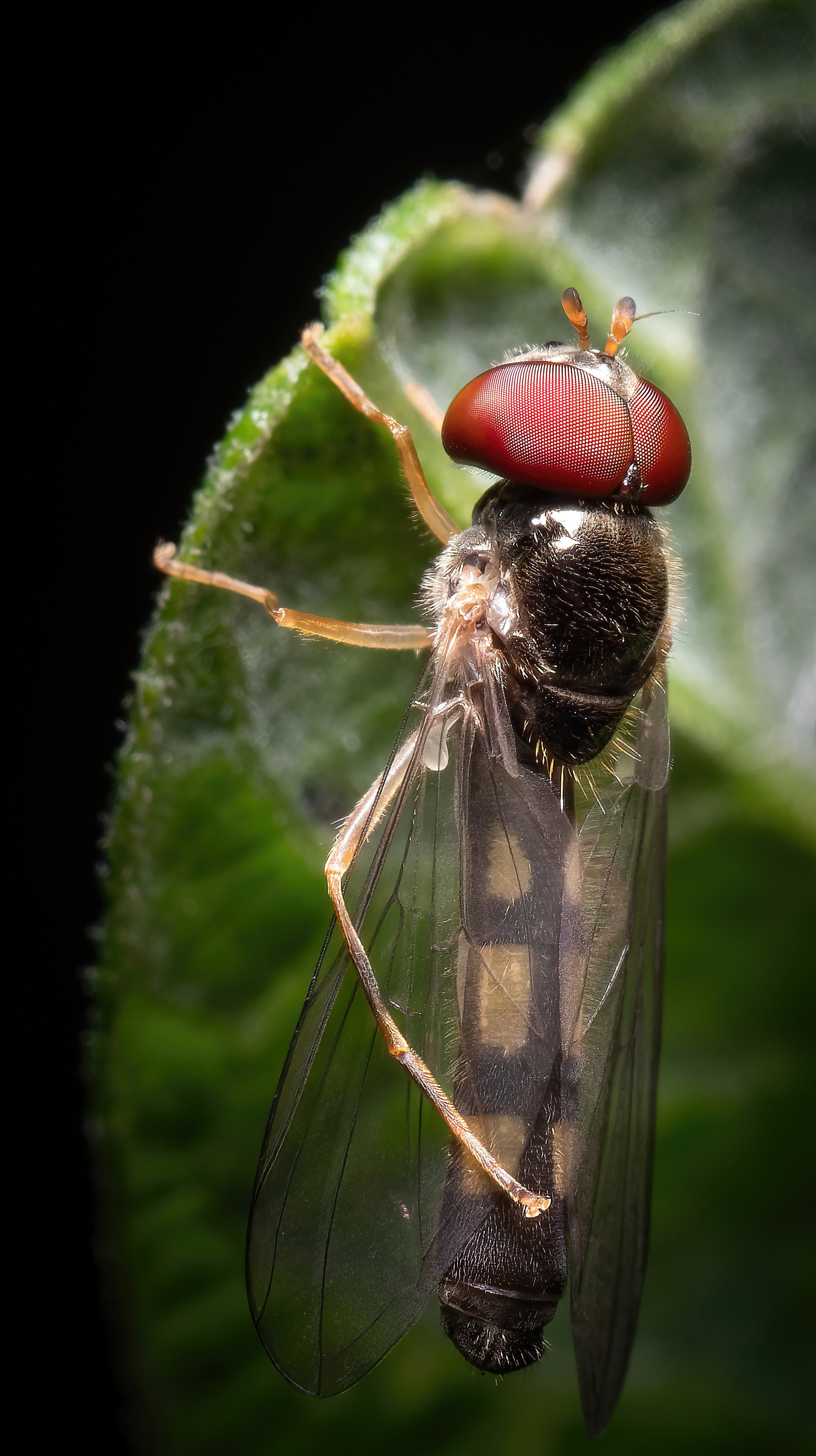 Мухи. Oles Paritskiy