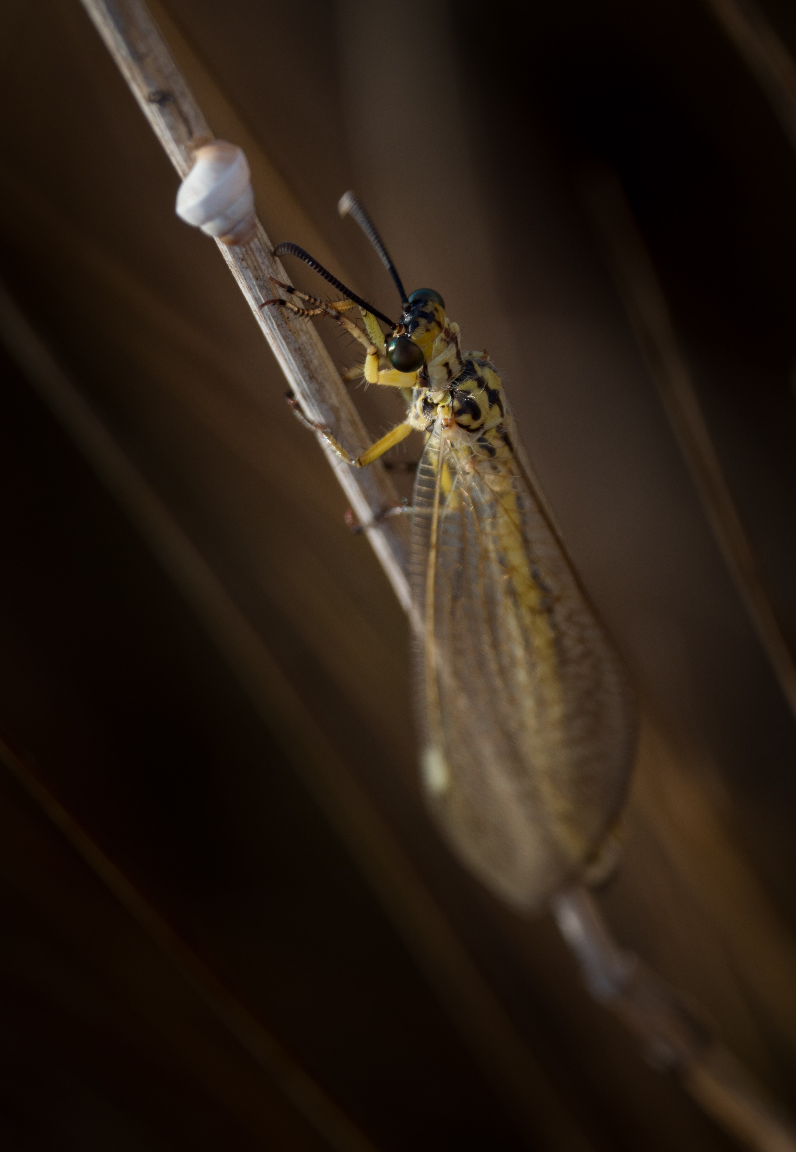 Остальные. Oles Paritskiy