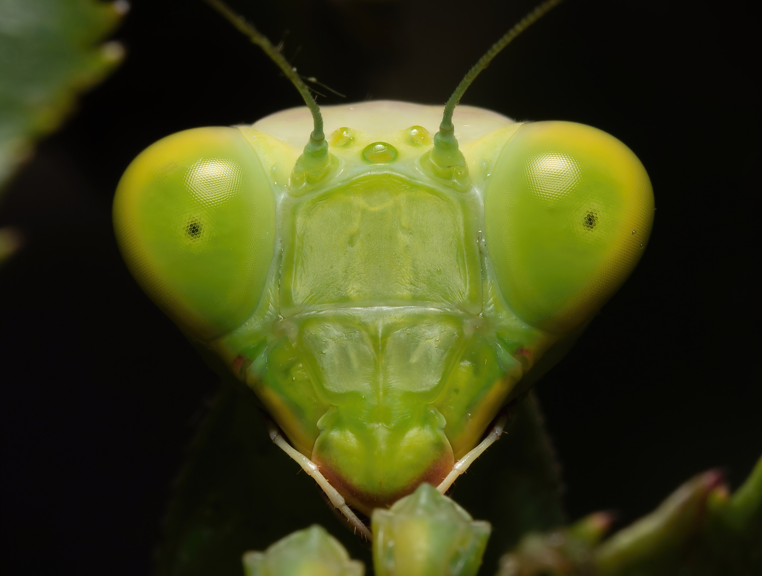 Остальные. Oles Paritskiy