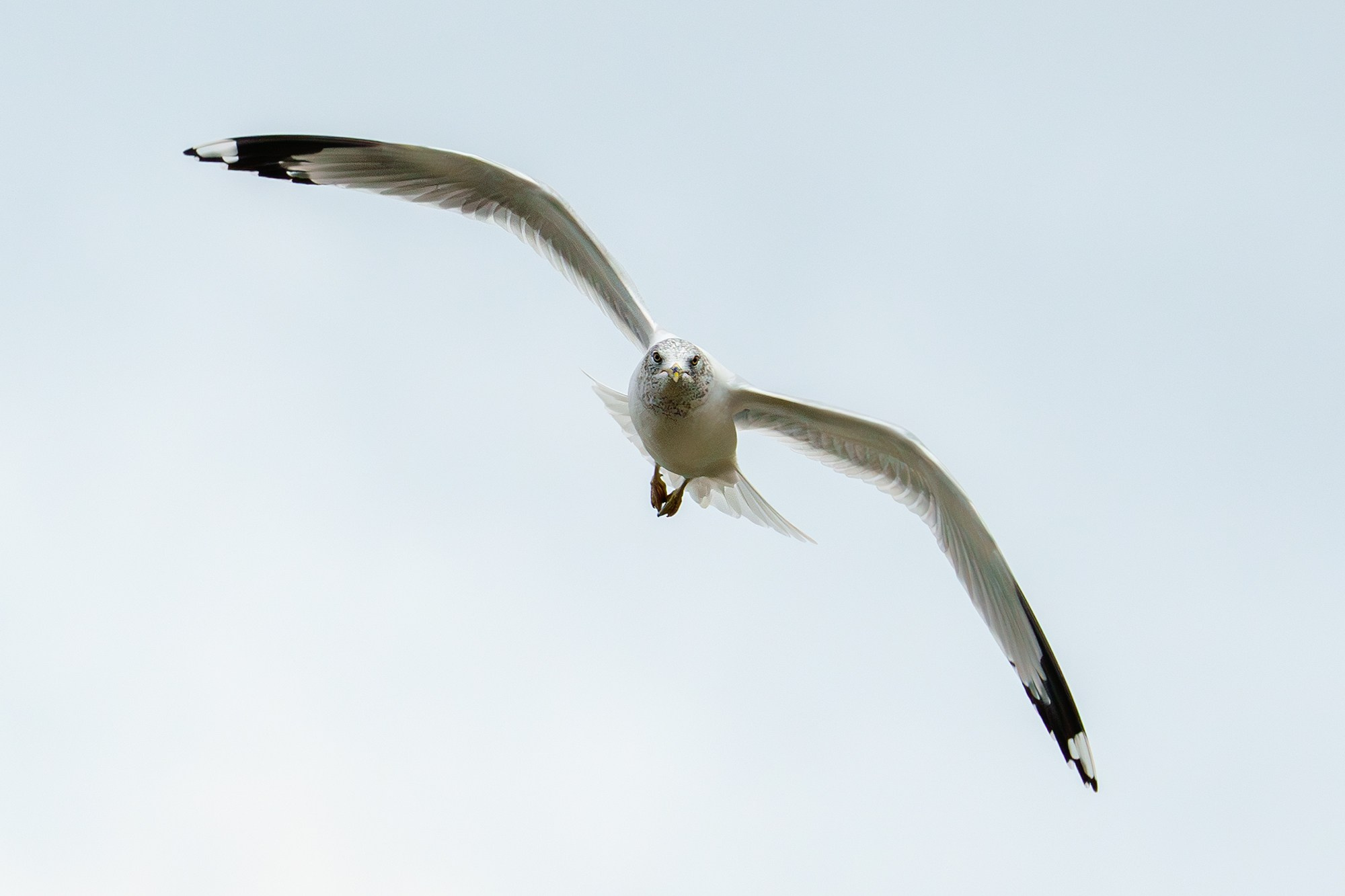 Удивительные мир птиц. Вокруг нас столько прекрасного — присмотритесь!. Ваш личный фотограф Марина Волкова