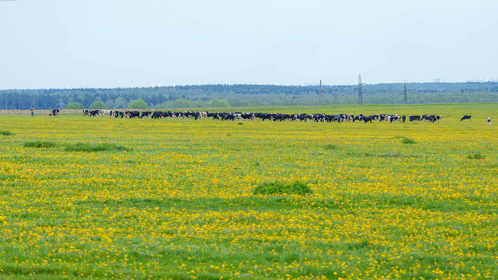 Удивительные мир птиц. Вокруг нас столько прекрасного — присмотритесь!. Ваш личный фотограф Марина Волкова