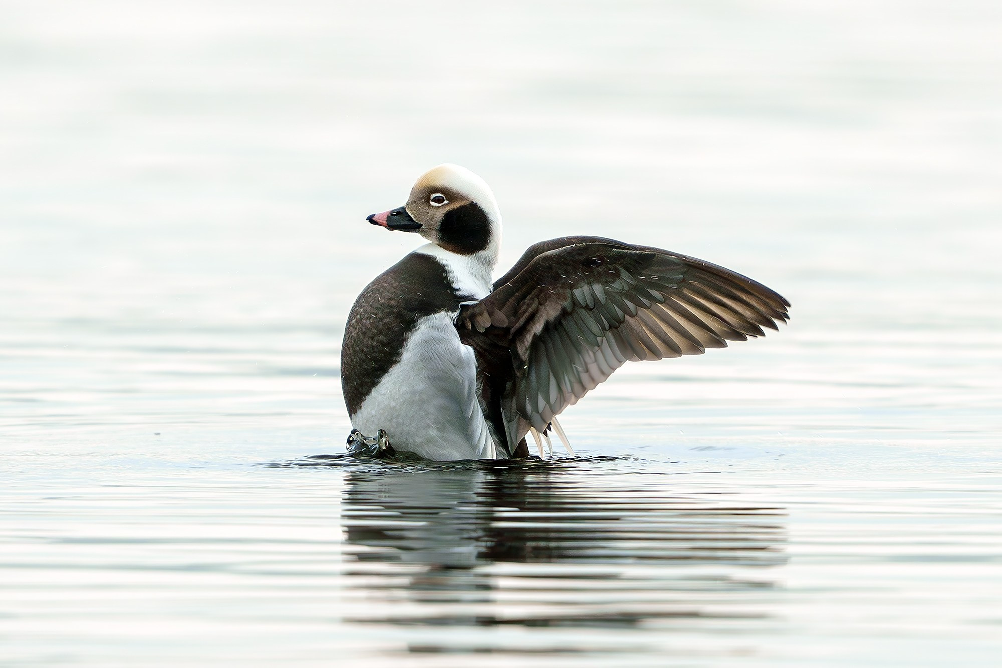 Удивительные мир птиц. Вокруг нас столько прекрасного — присмотритесь!. Ваш личный фотограф Марина Волкова