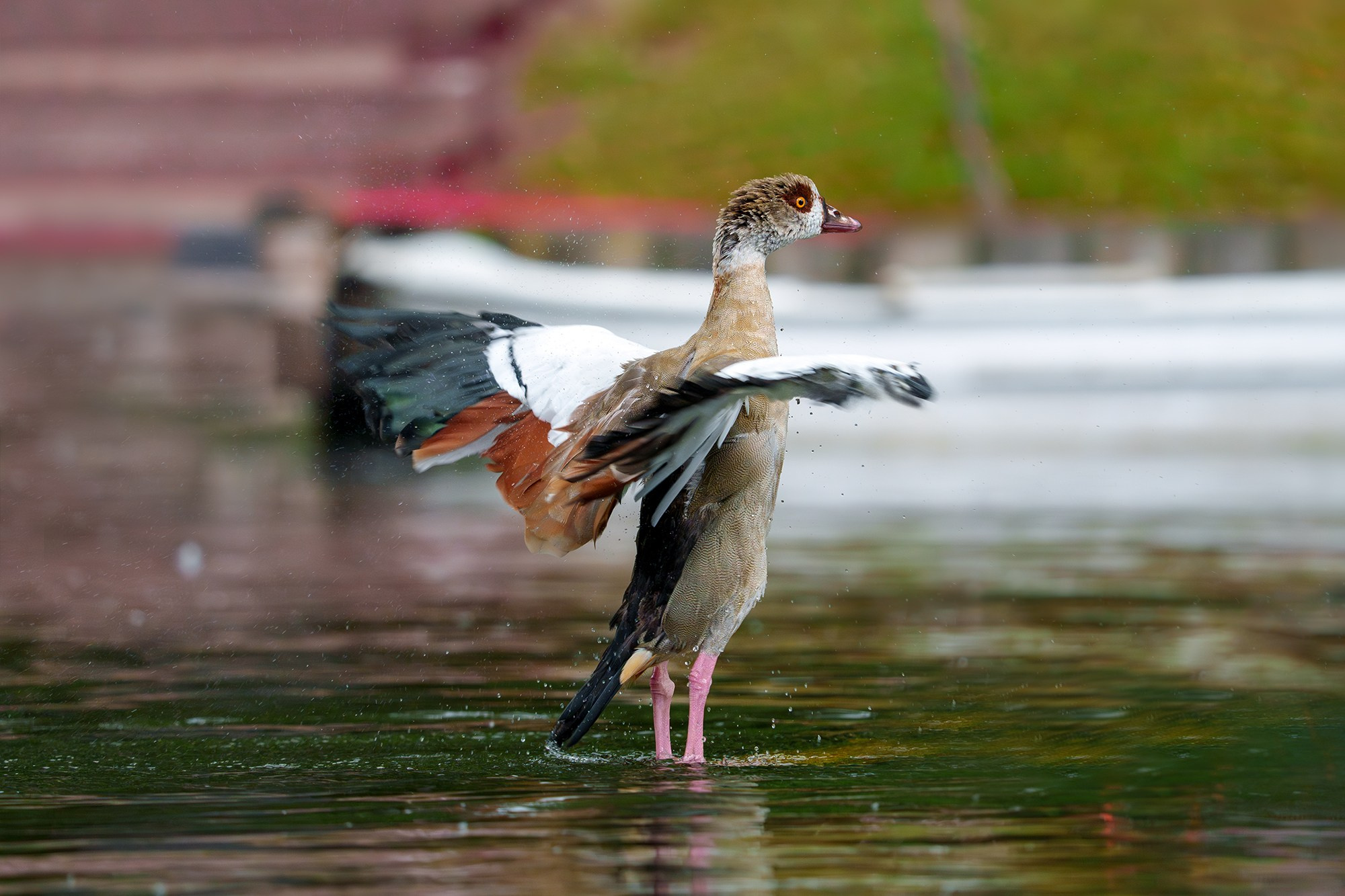 Удивительные мир птиц. Вокруг нас столько прекрасного — присмотритесь!. Ваш личный фотограф Марина Волкова