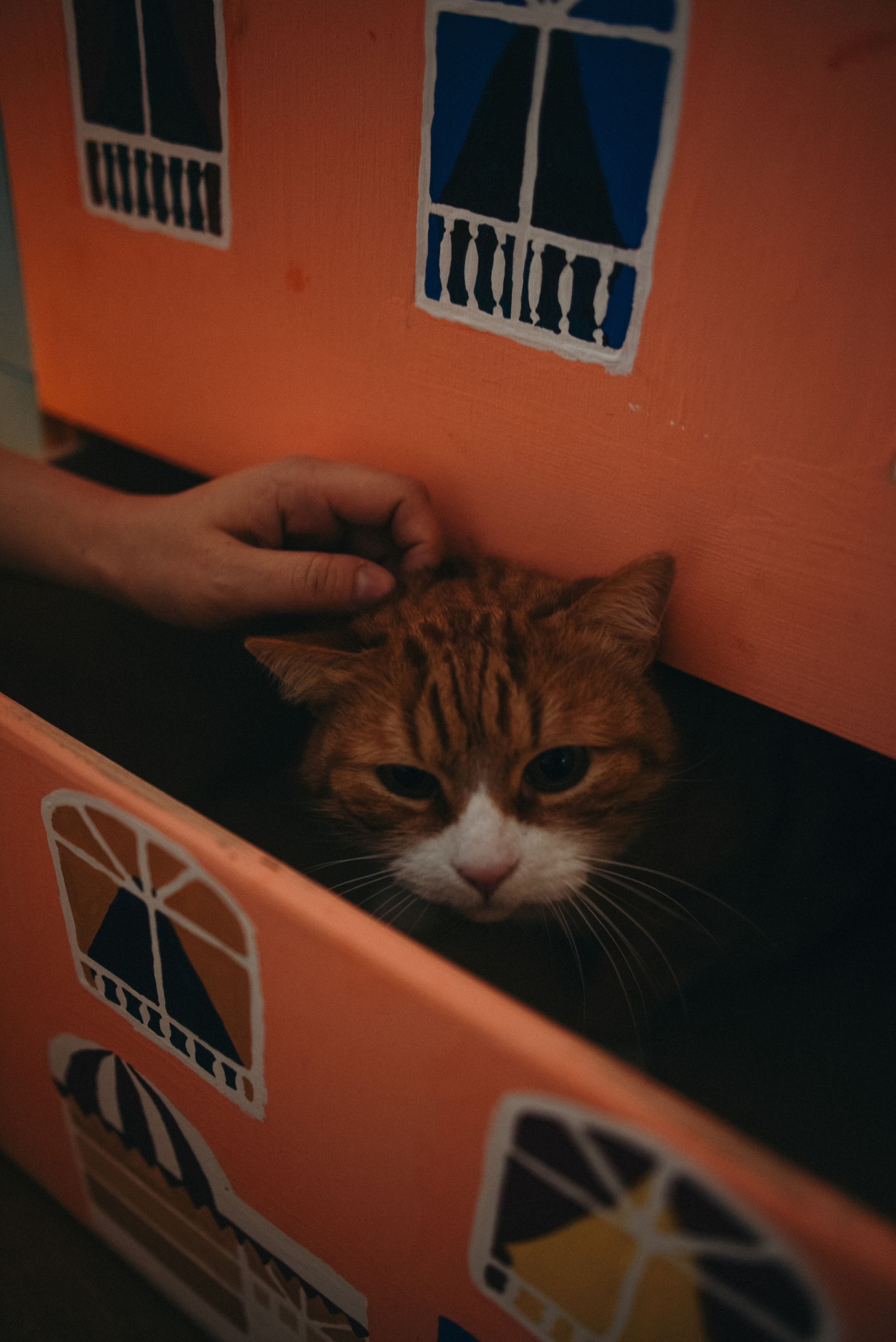 фотосессия домафотосессия дома