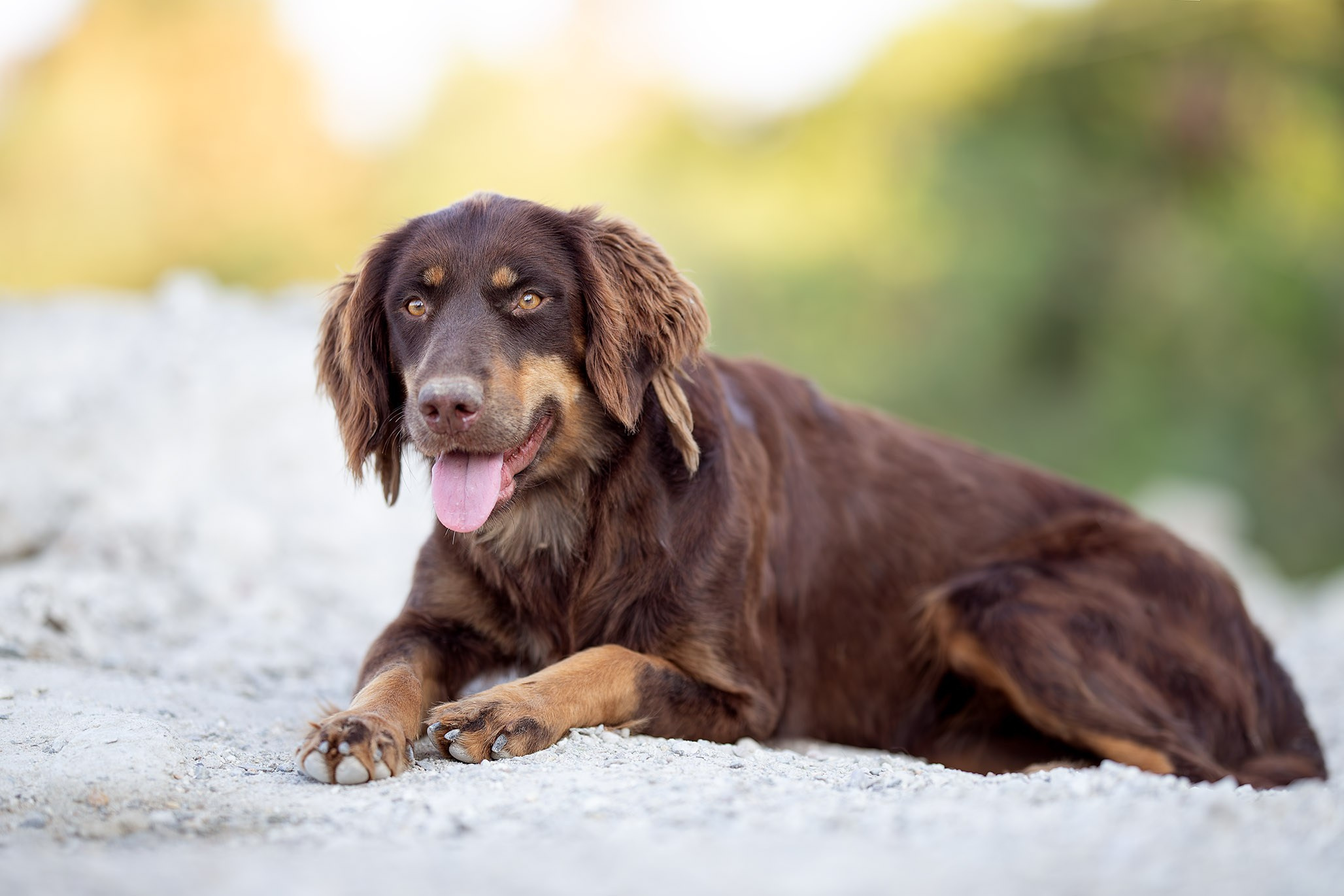 Кураторские питомцы с Пластунки. Ирина Голомб|Фотограф-анималист в  Сочи и Калининграде