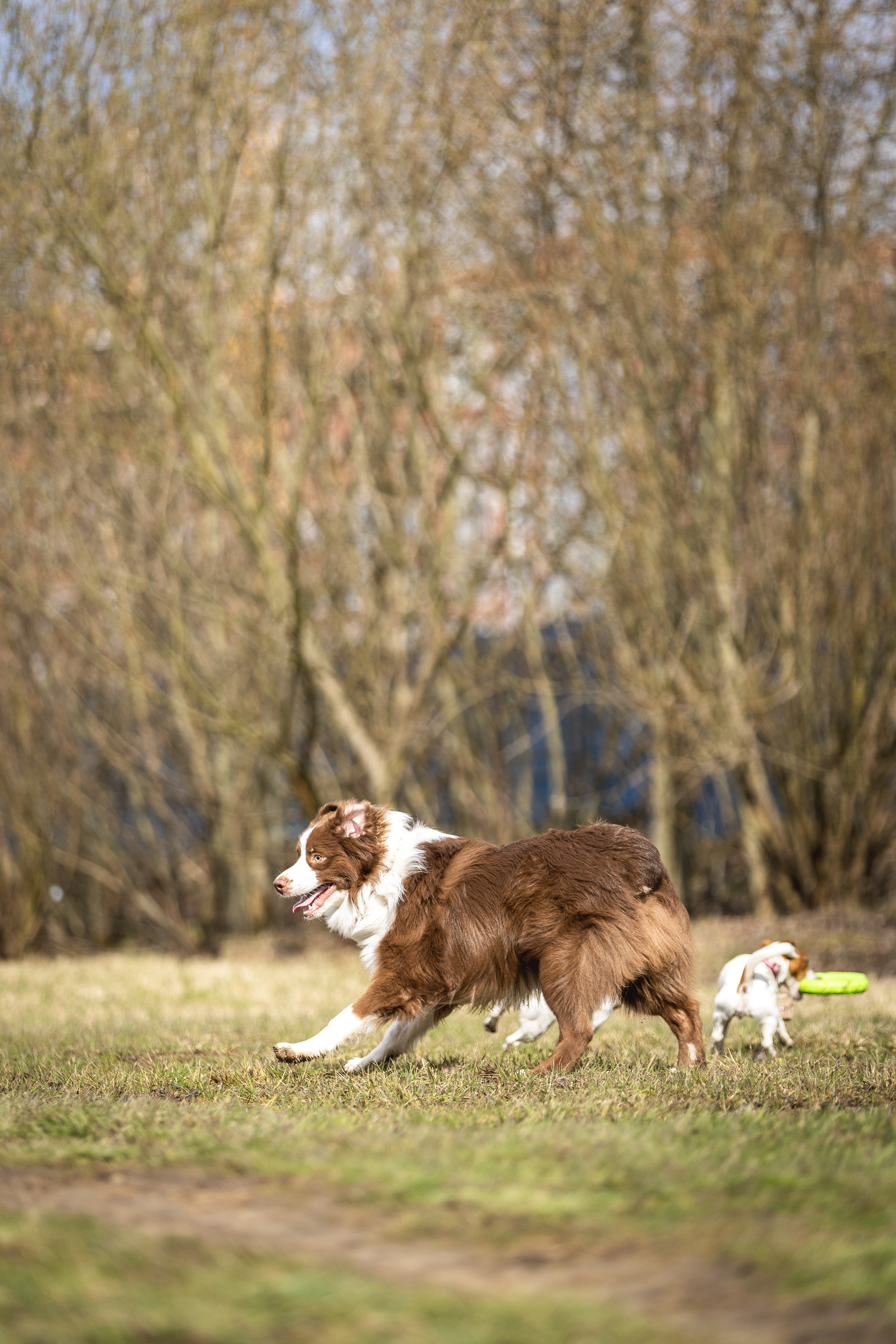 Догтуса 24.03.2024. Ирина Голомб|Фотограф-анималист в  Сочи и Калининграде