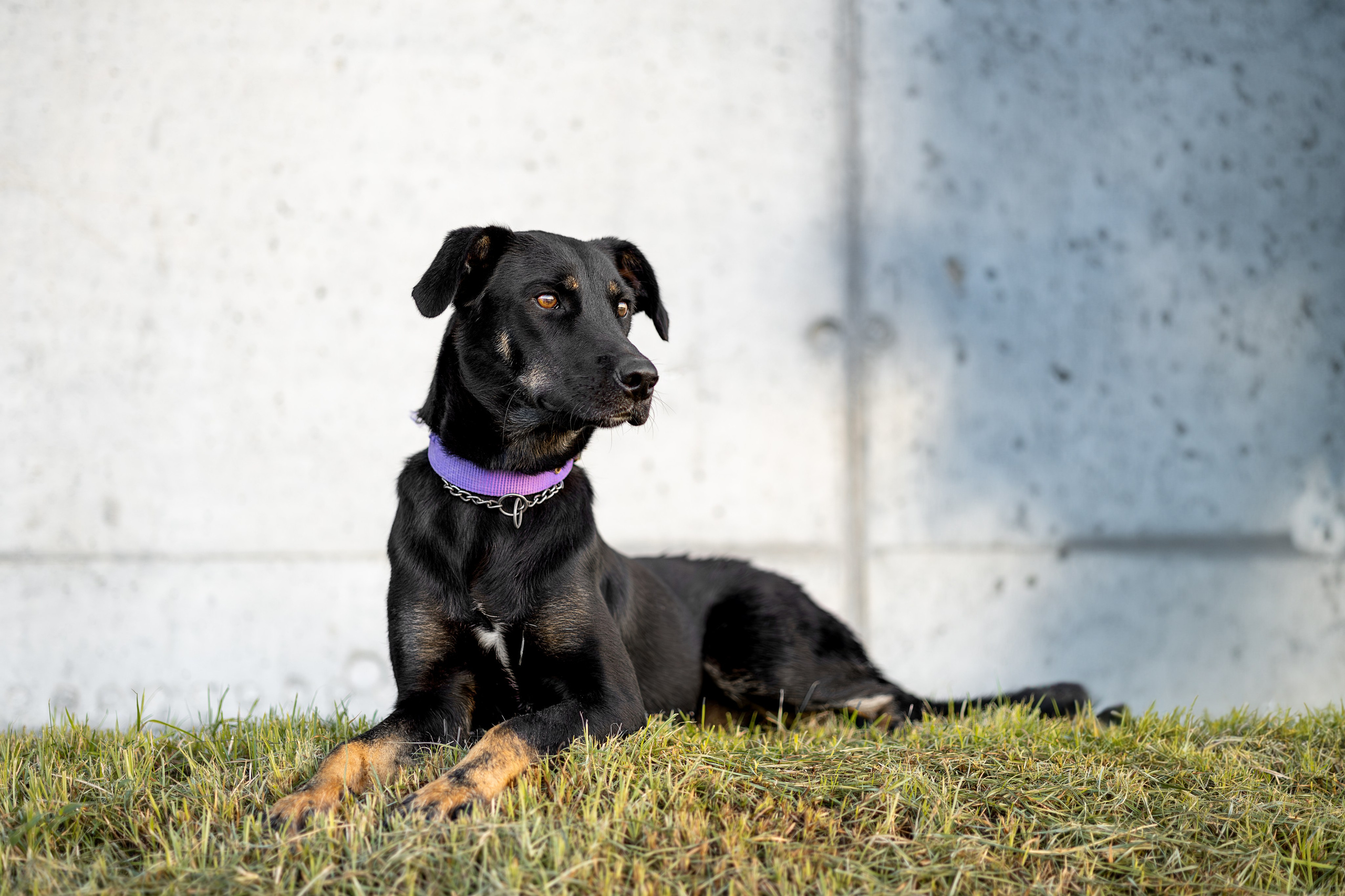 Кураторские питомцы Сириус. Ирина Голомб|Фотограф-анималист в  Сочи и Калининграде