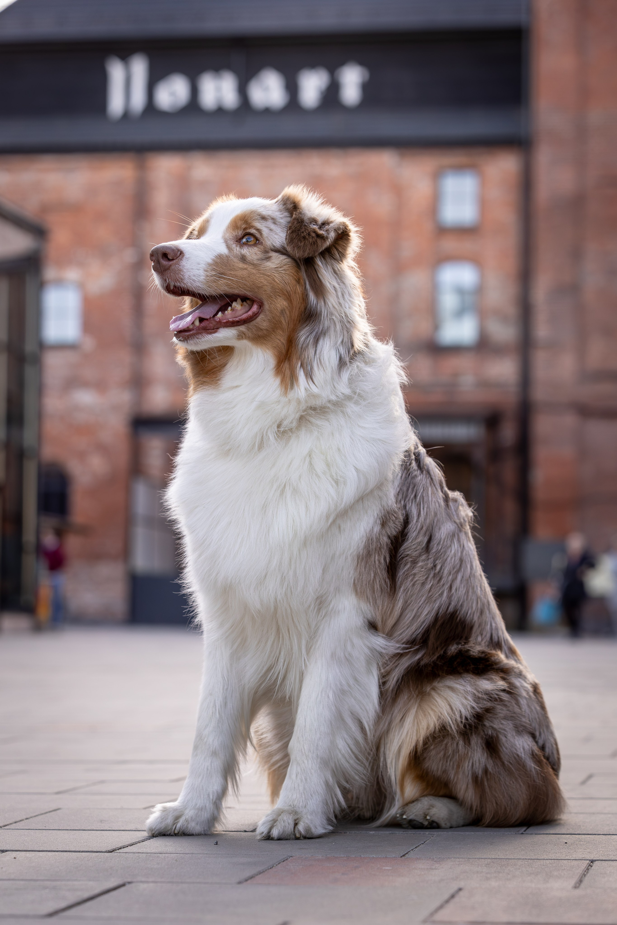 Полли, Австралийская Овчарка. Ирина Голомб|Фотограф-анималист в  Сочи и Калининграде