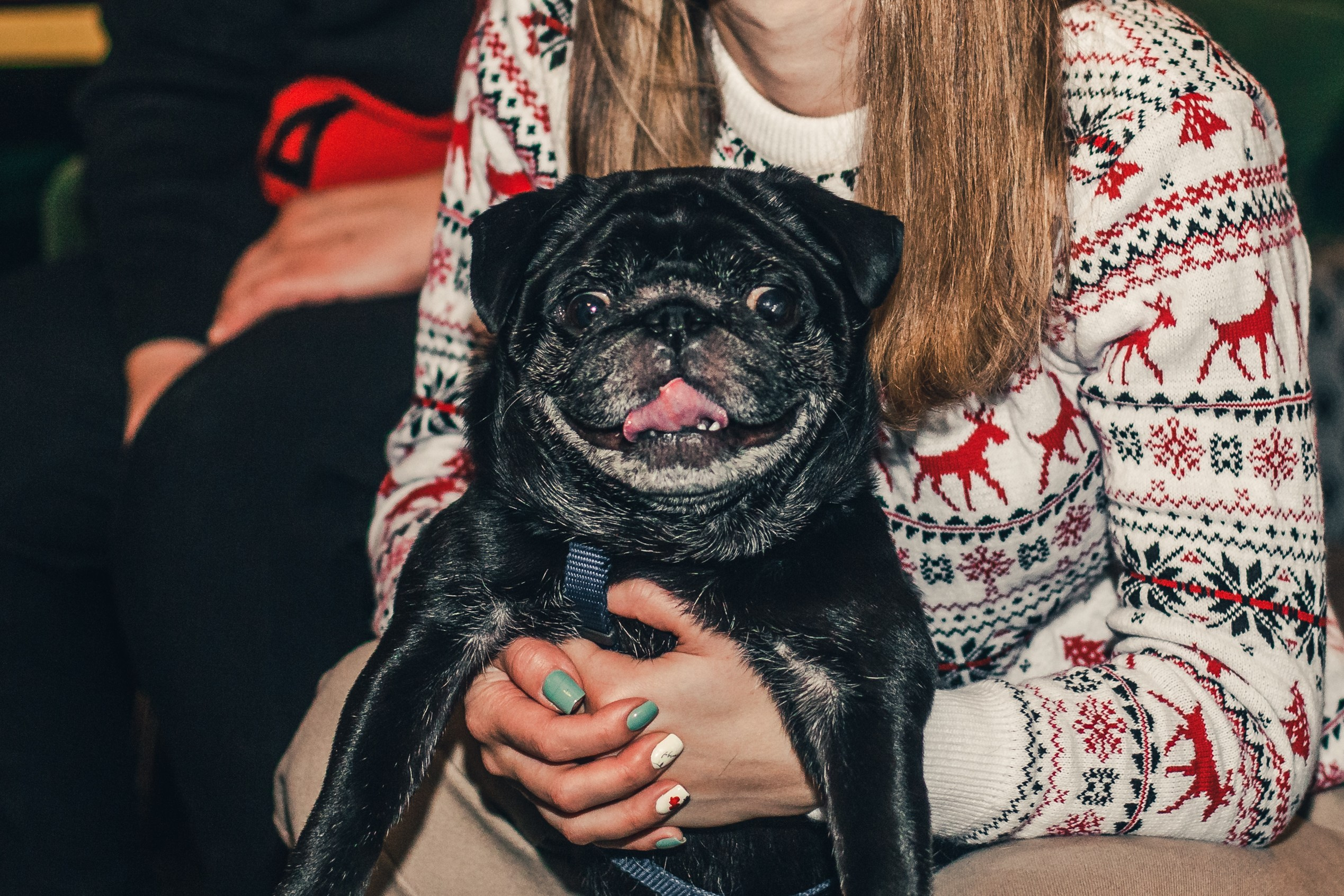 Мопсовстреча 02.12.2023. Фотограф-анималист Татьяна Степанова