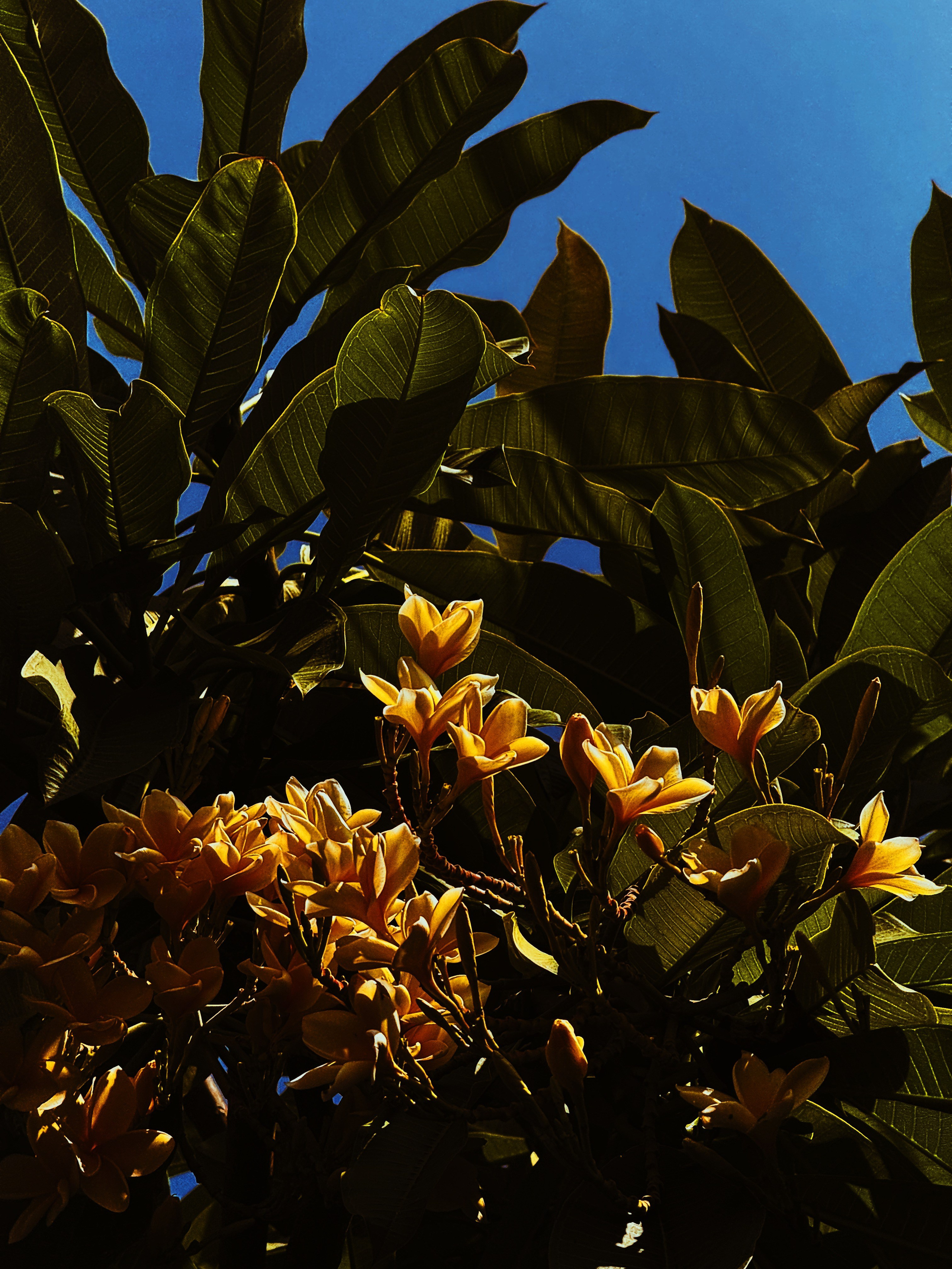 Elements. Carolinetru