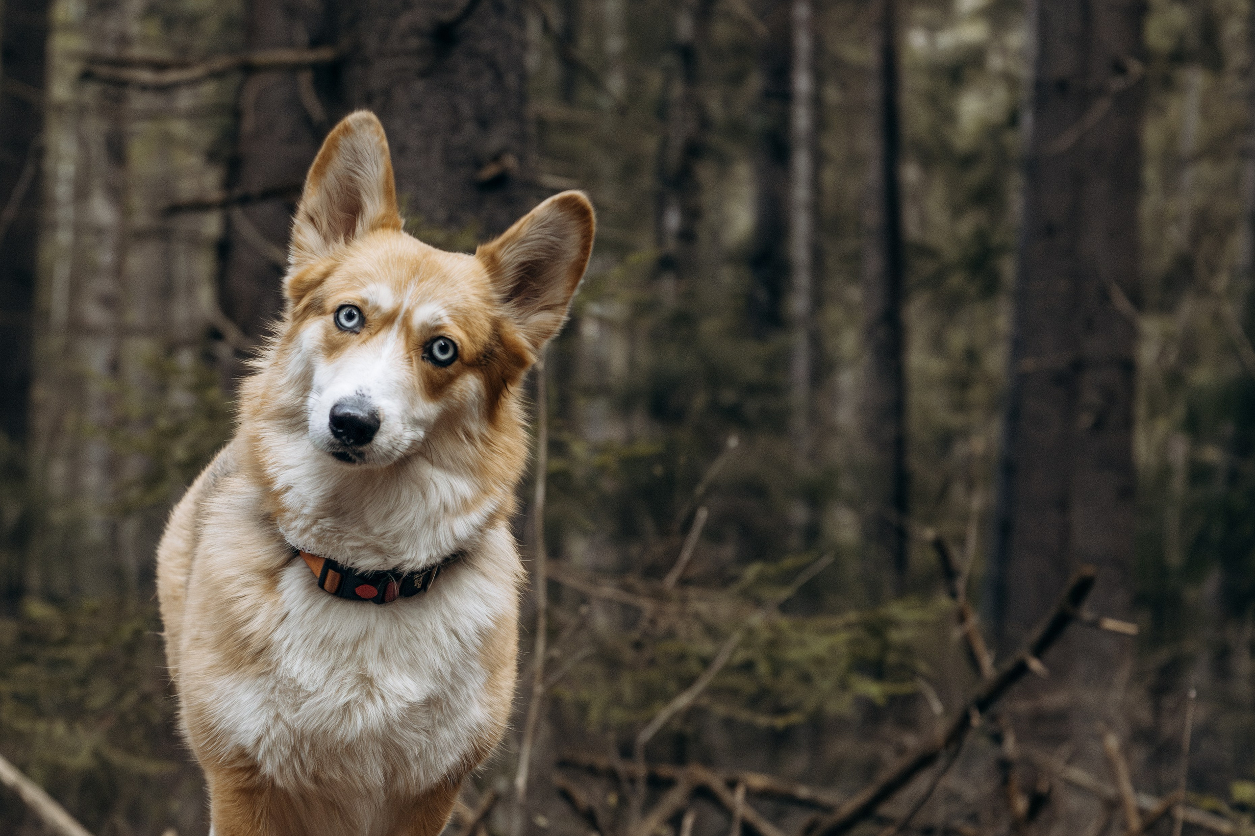 Лена и Ева. Фотограф-анималист в Санкт-Петербурге