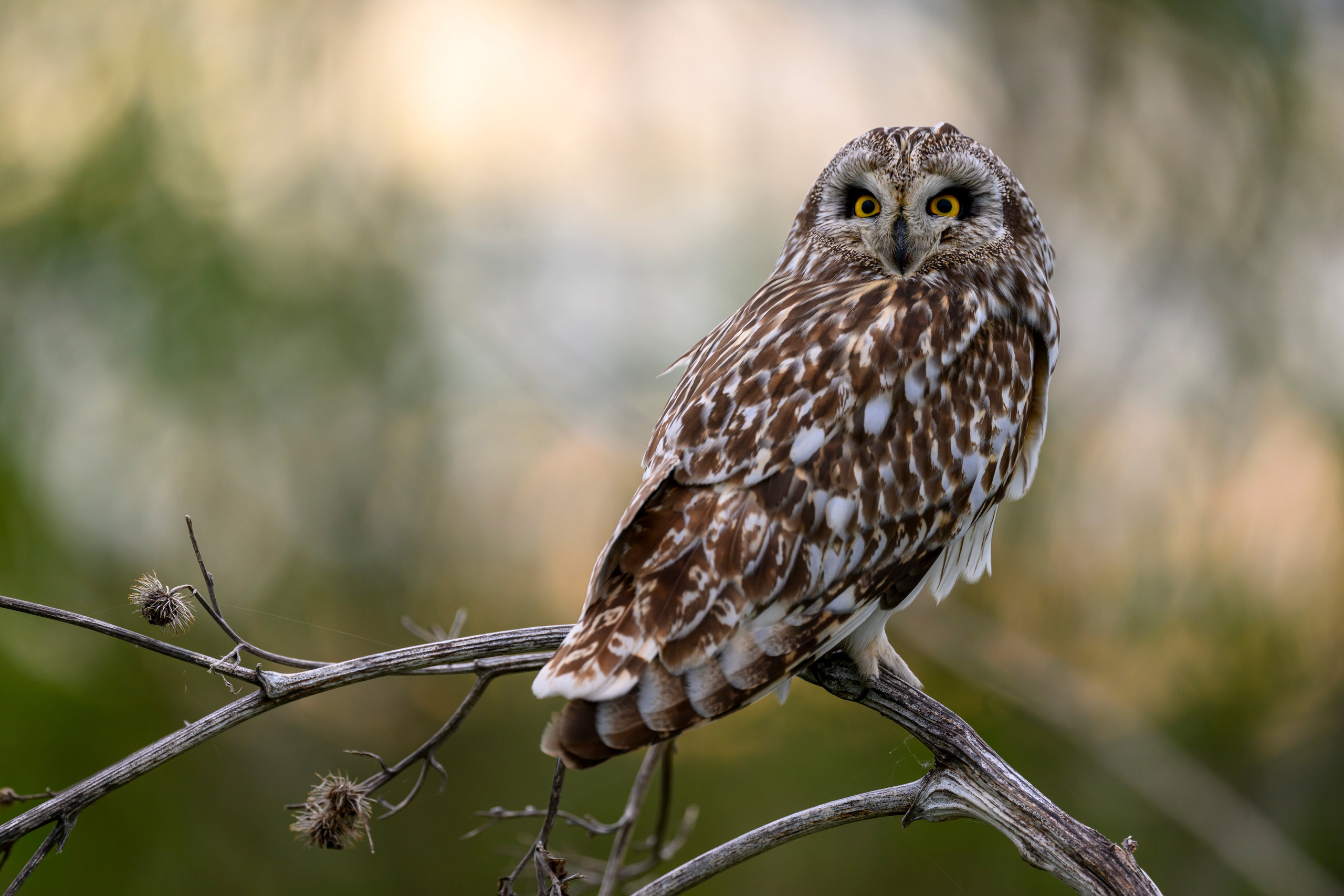Болотные совы и лунь. Wildlife photography by Sergey Puponin