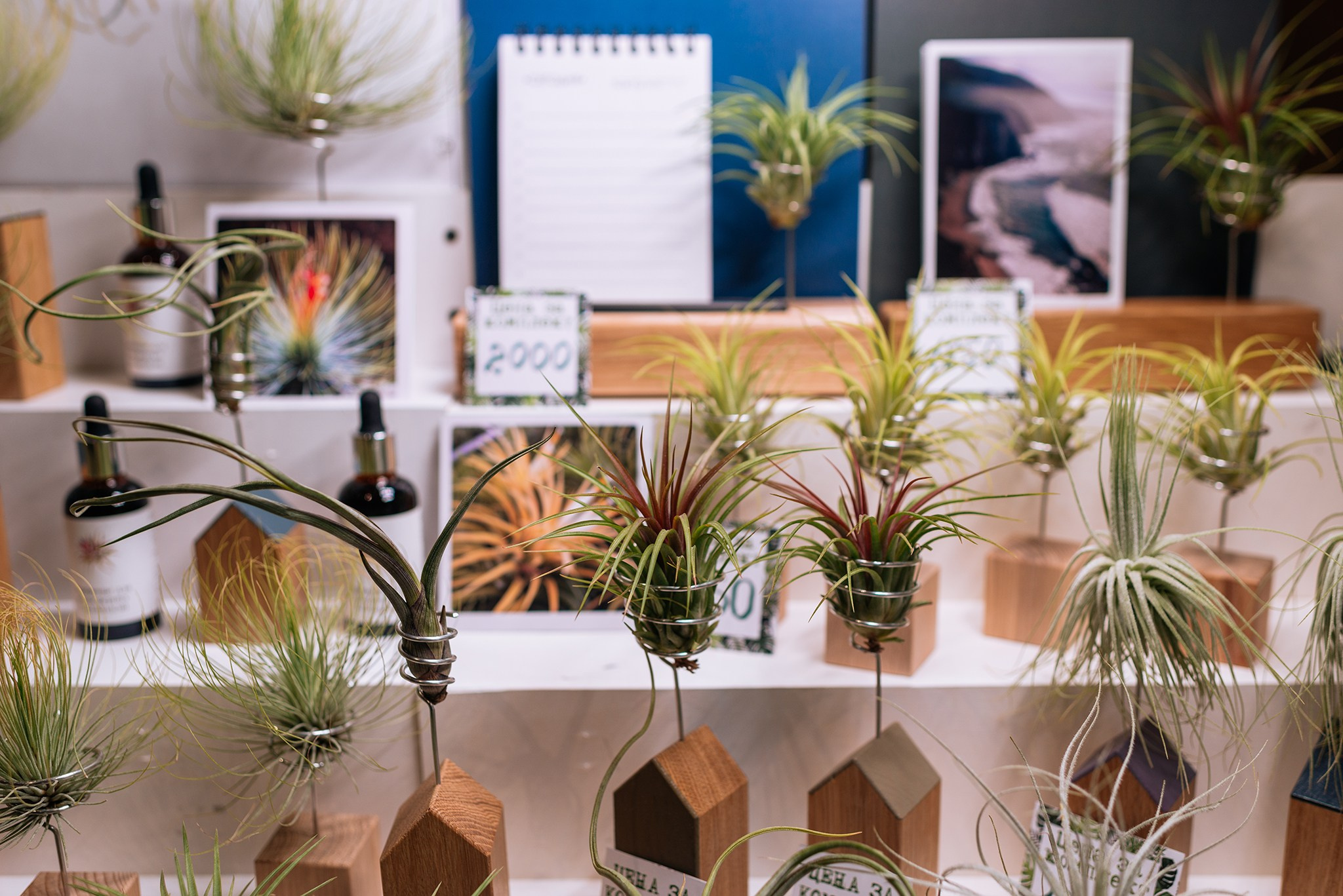 ВАУ Фест. Март 26. Репортажный фотограф в Санкт-Петербурге Анастасия Клёпова