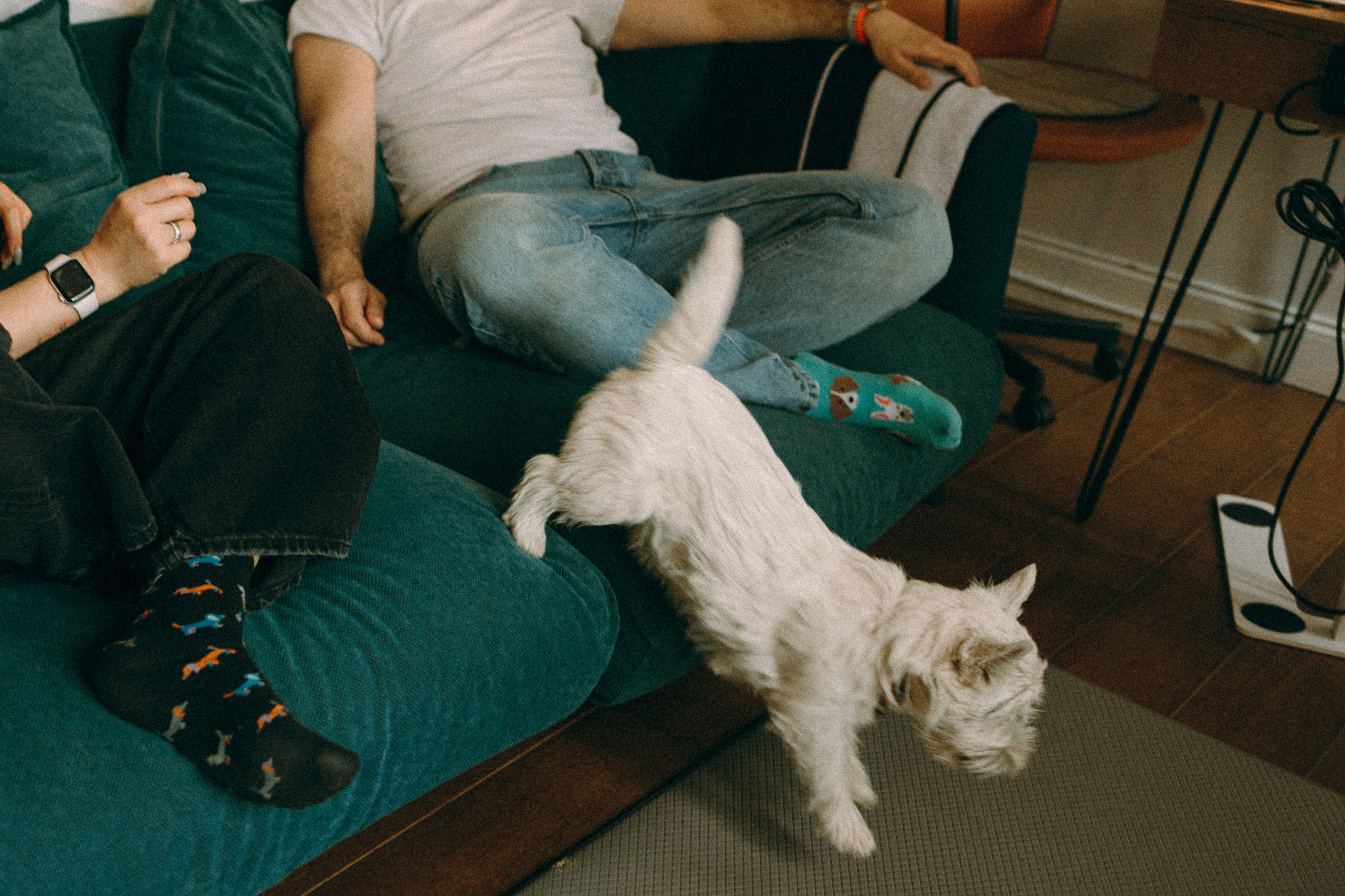 Снежуля, Мари и Саша. Фотограф анималист Анастасия Пикей