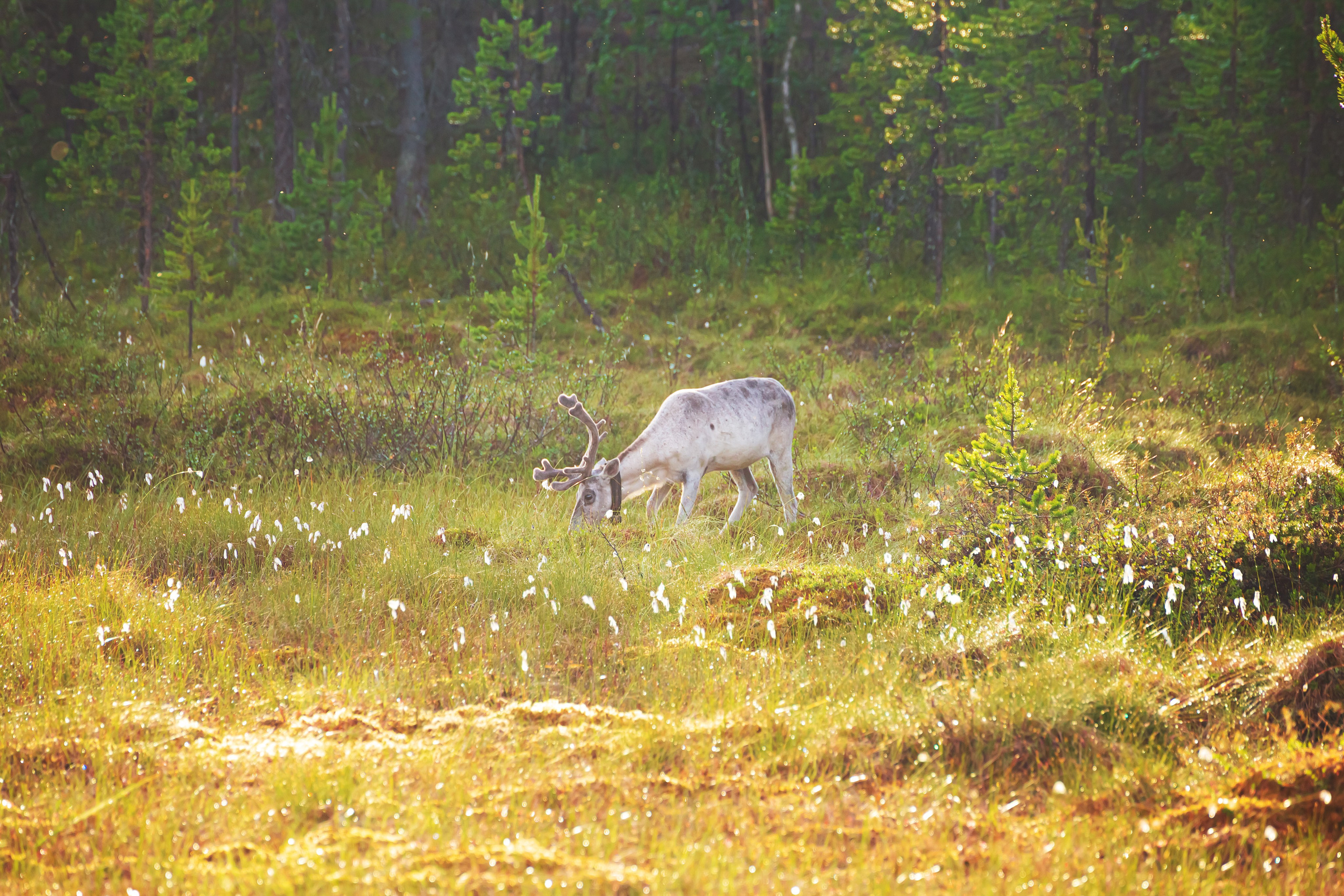 Кольский полуостров. Тревел-фотограф Елизавета Ларионова