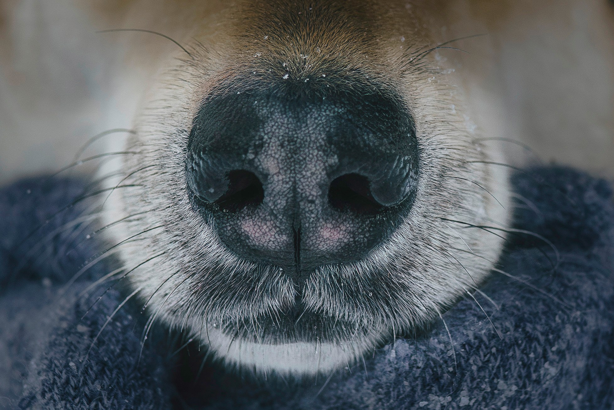 Рэй, Кузя, Ольга и Александр. Фотограф анималист в Спб недорого Олеся Майорова