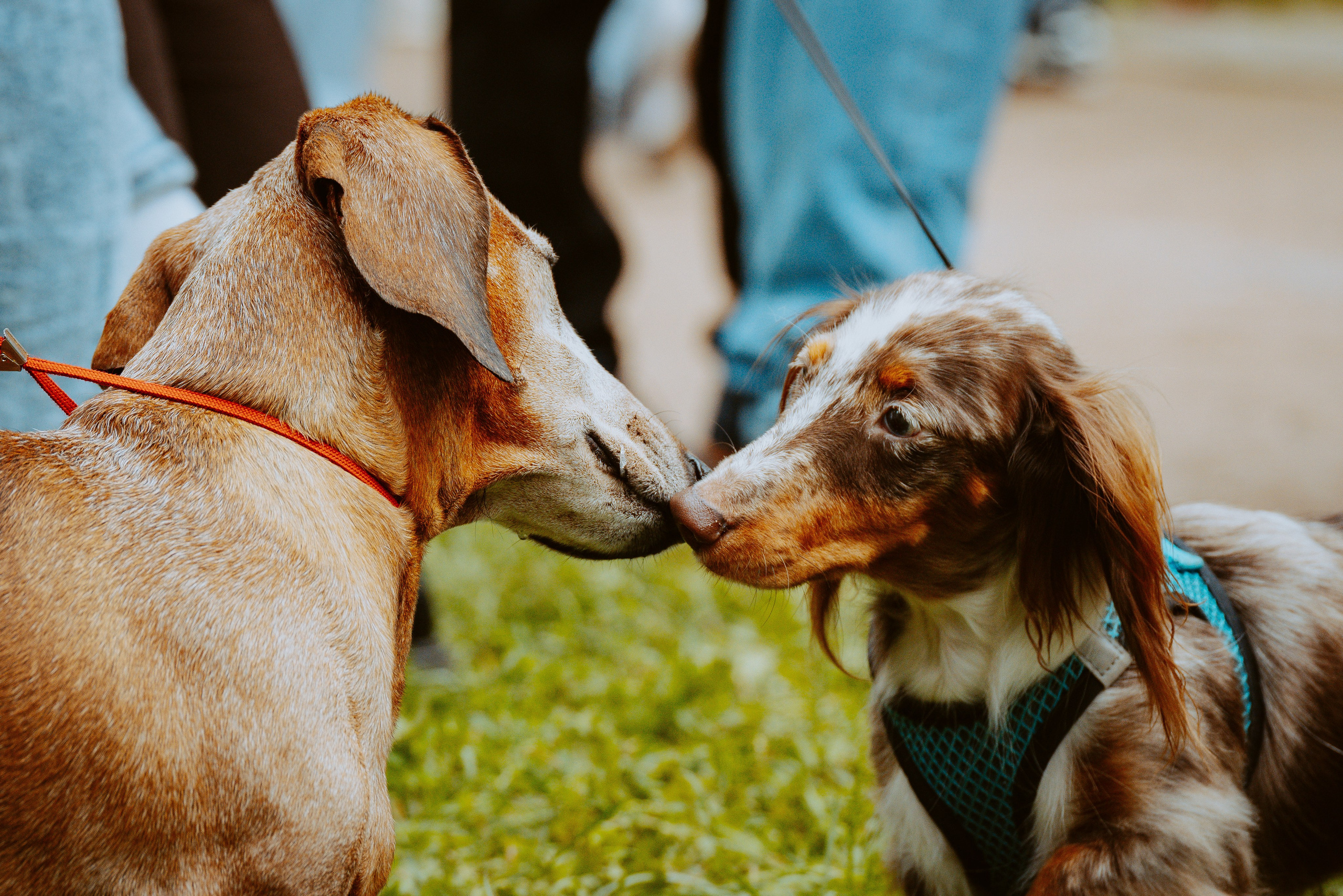 Такспарад. Фотограф анималист в Спб недорого Олеся Майорова