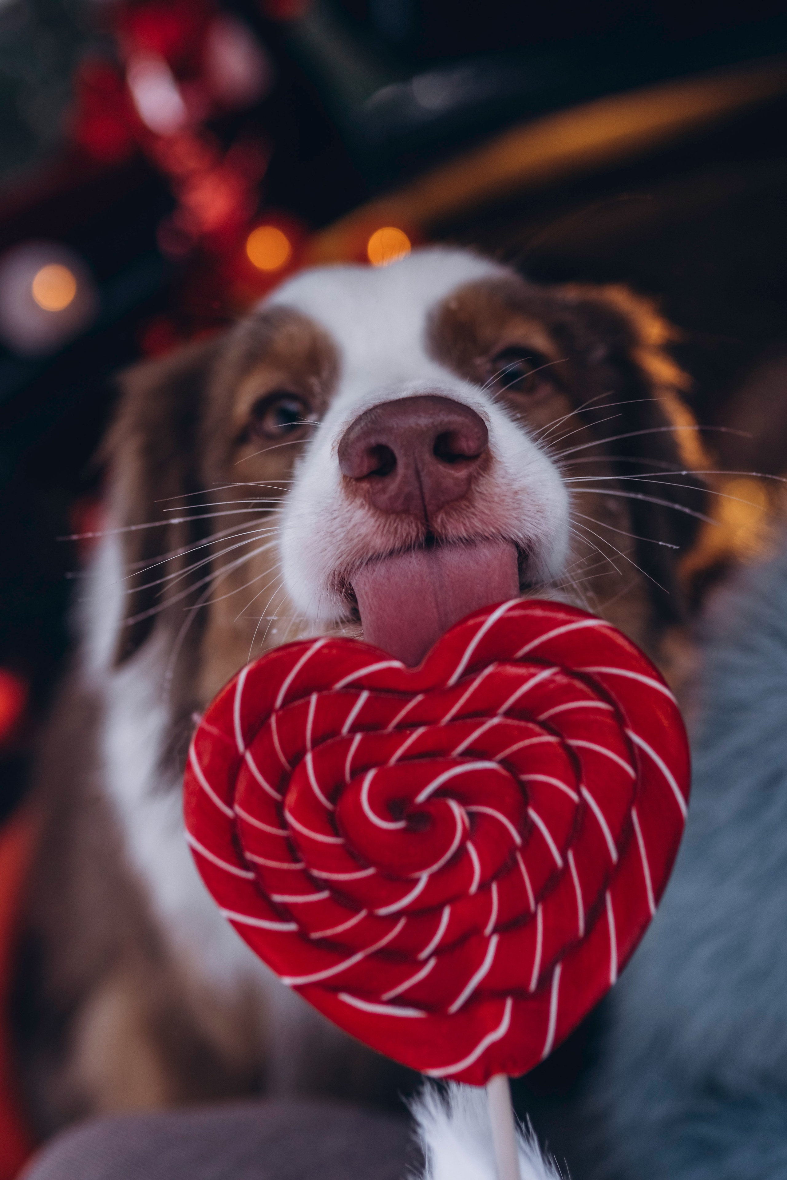 Фотодень Святого Валентина. Фотограф анималист в Спб недорого Олеся Майорова